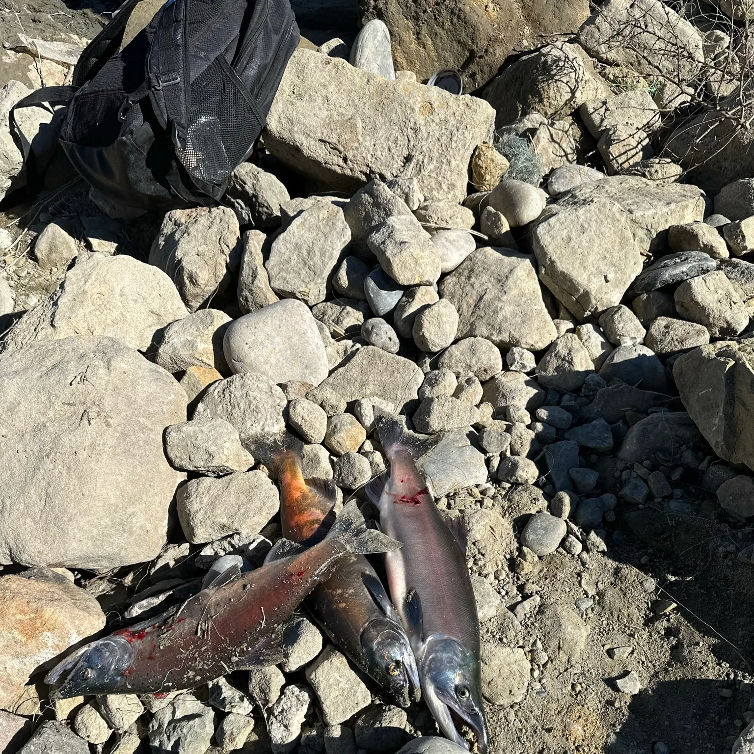 The most recent Kokanee salmon catches on Fishbrain