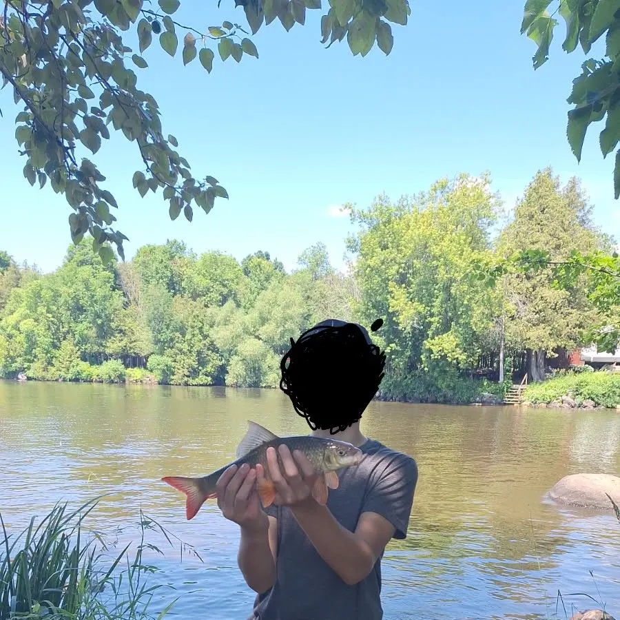 The most recent Pealip redhorse catches on Fishbrain