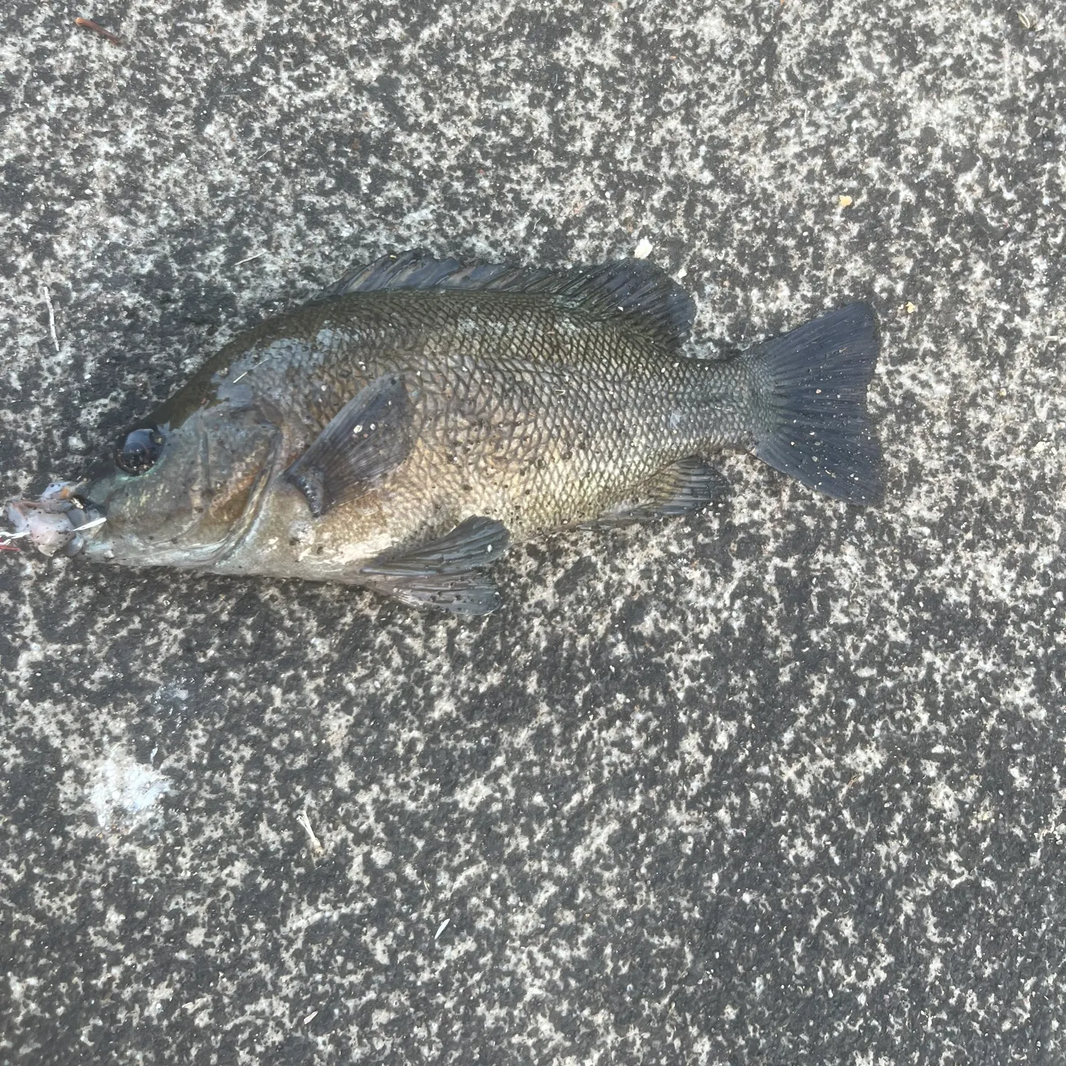Sooty grunter caught on Fishbrain