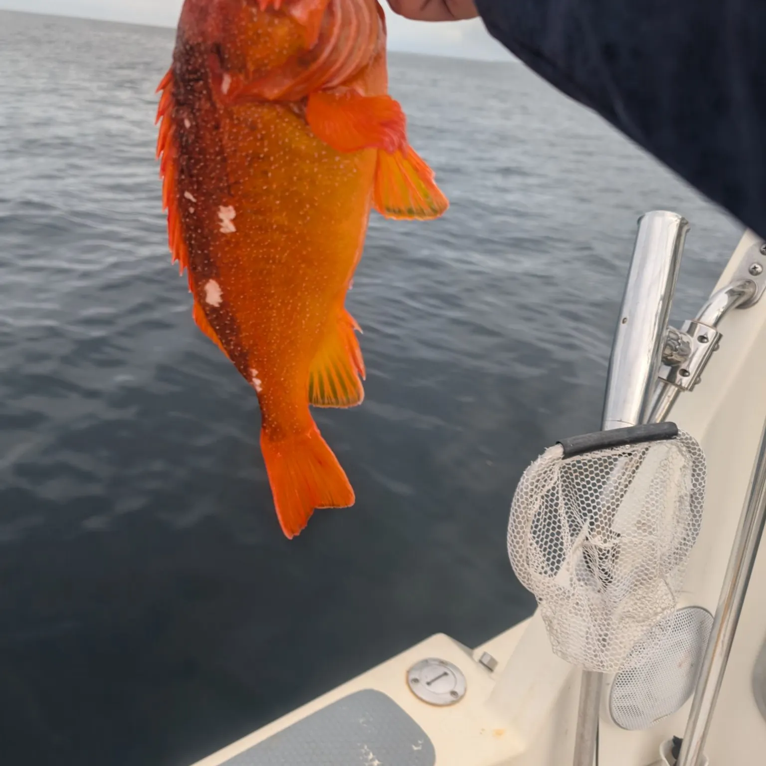 The most recent Rosy rockfish catches on Fishbrain