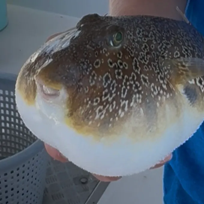 The most recent Bandtail puffer catches on Fishbrain