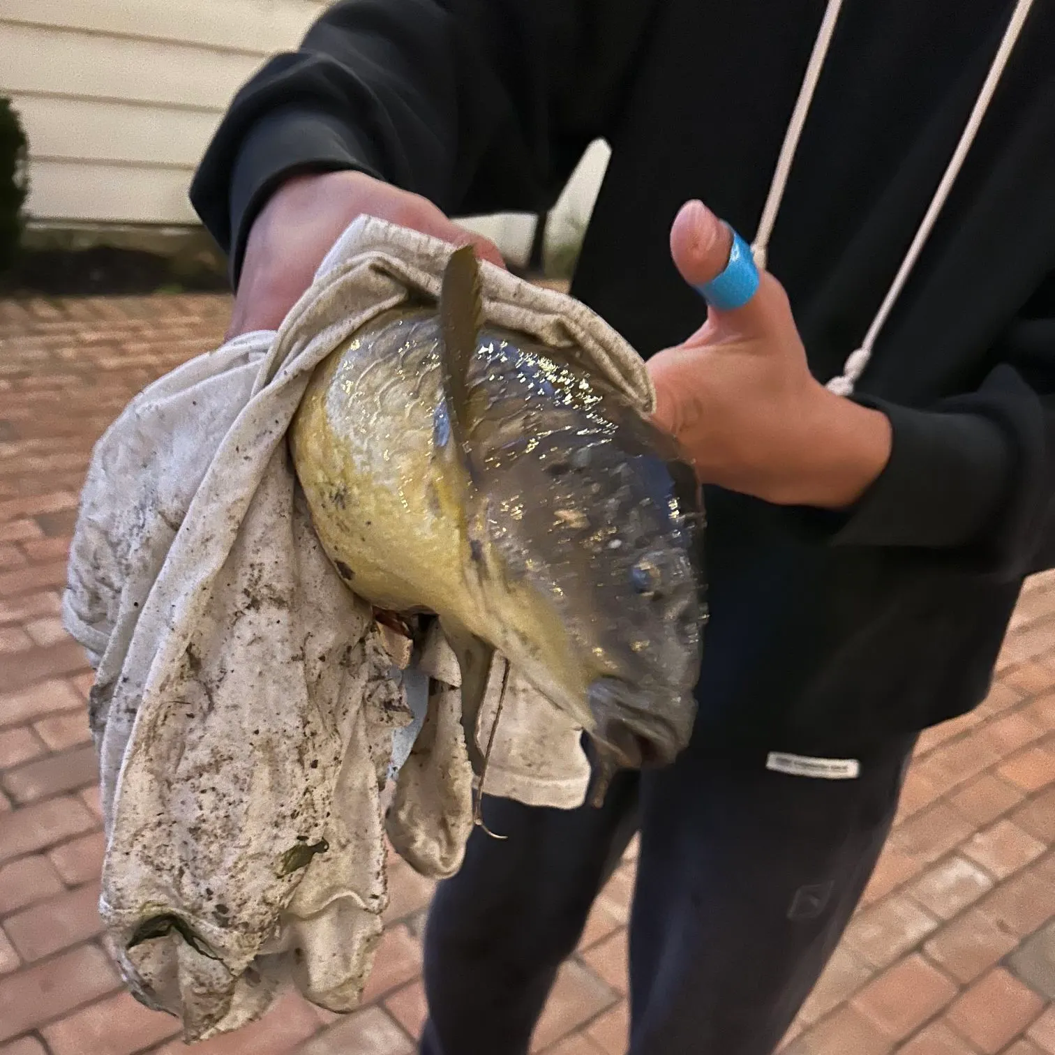 Common carp caught on Fishbrain