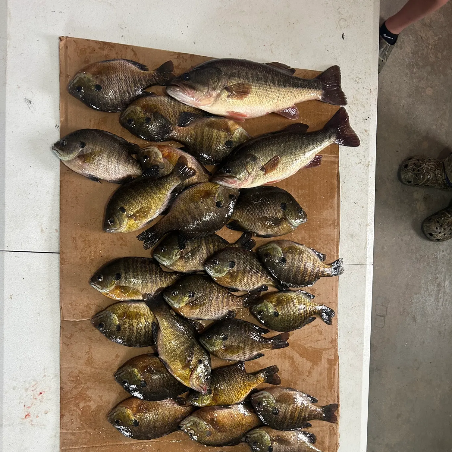 recently logged catches