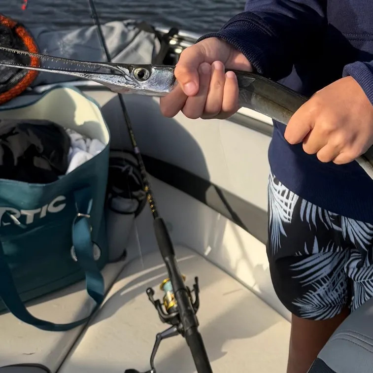 The most recent Atlantic needlefish catches on Fishbrain