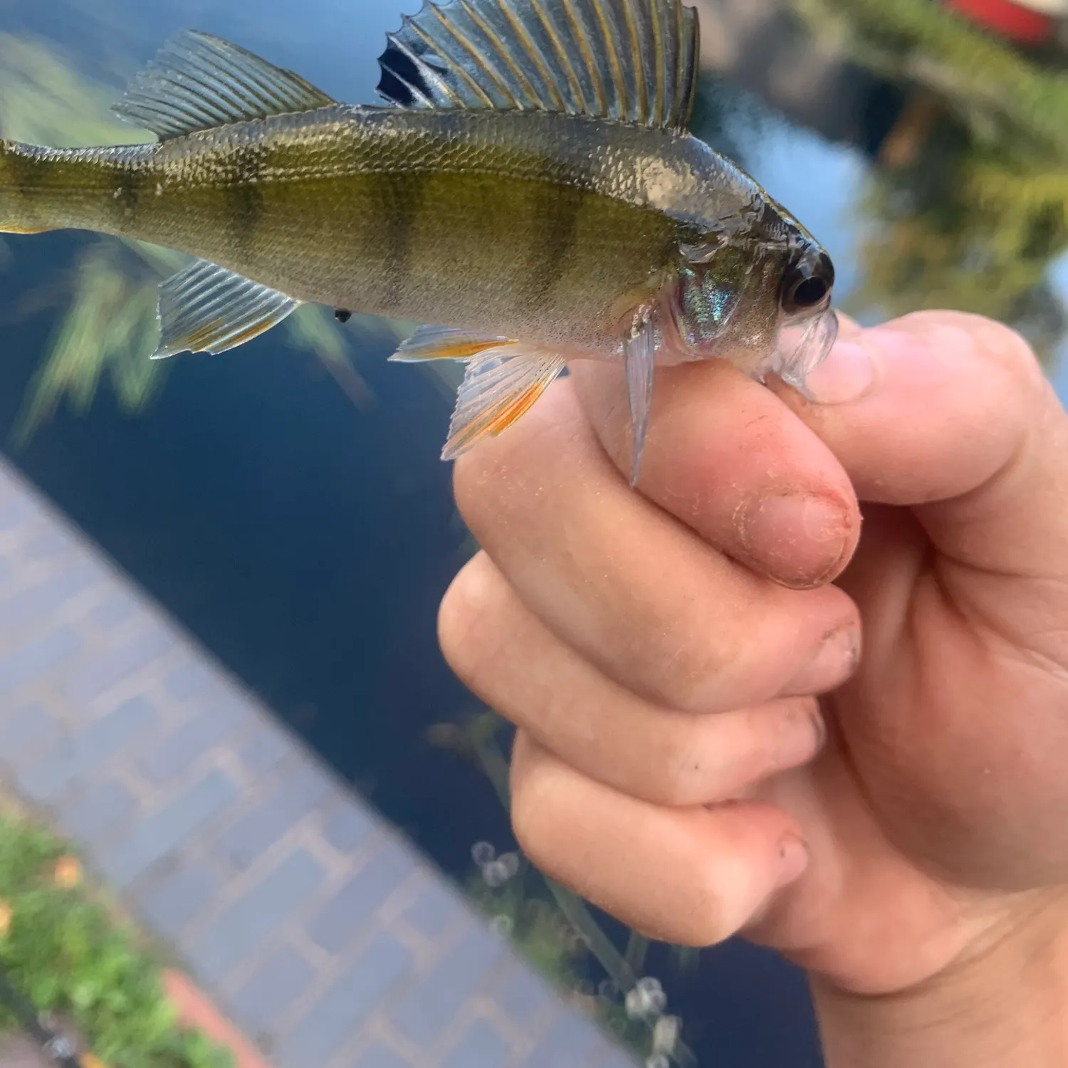European perch caught on Fishbrain