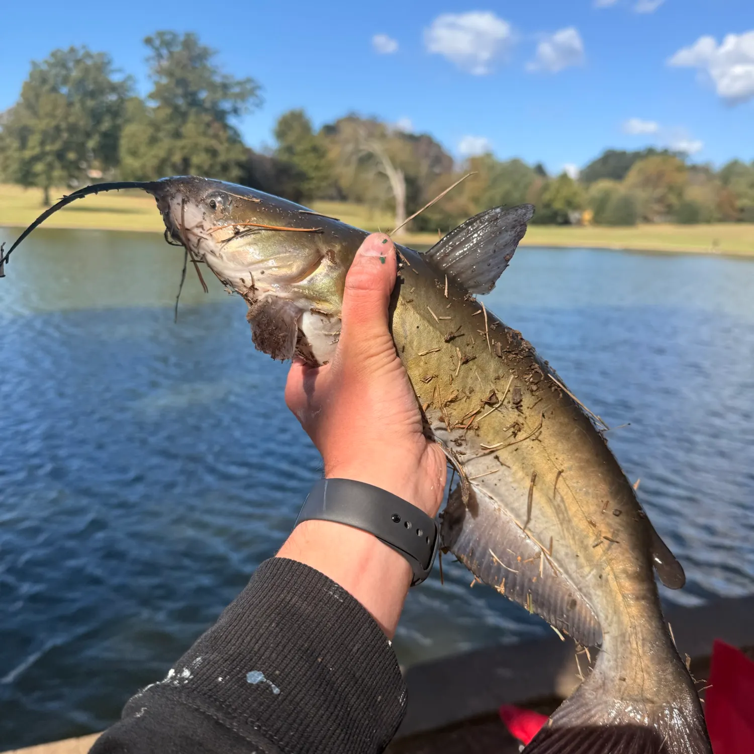 Channel catfish caught on Fishbrain