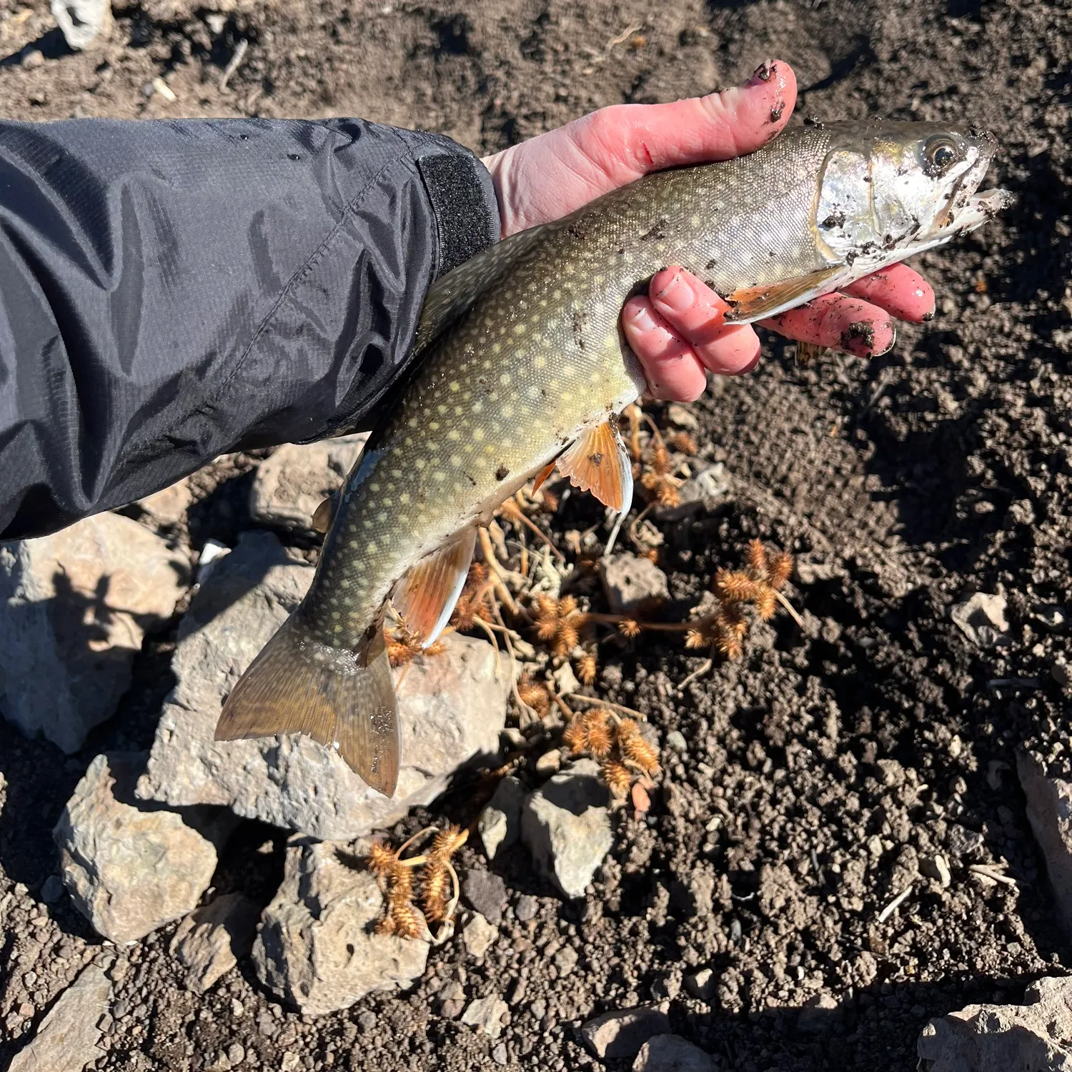 The most recent Splake catches on Fishbrain