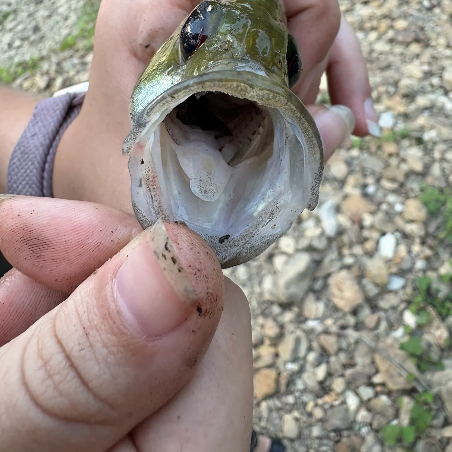 Rock bass caught on Fishbrain