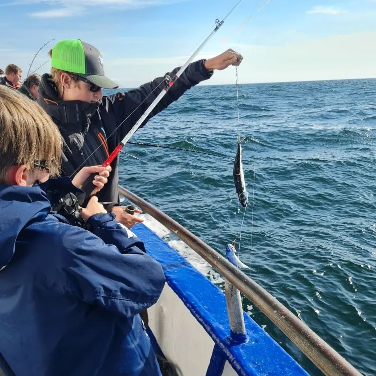 The most recent Atlantic mackerel catches on Fishbrain