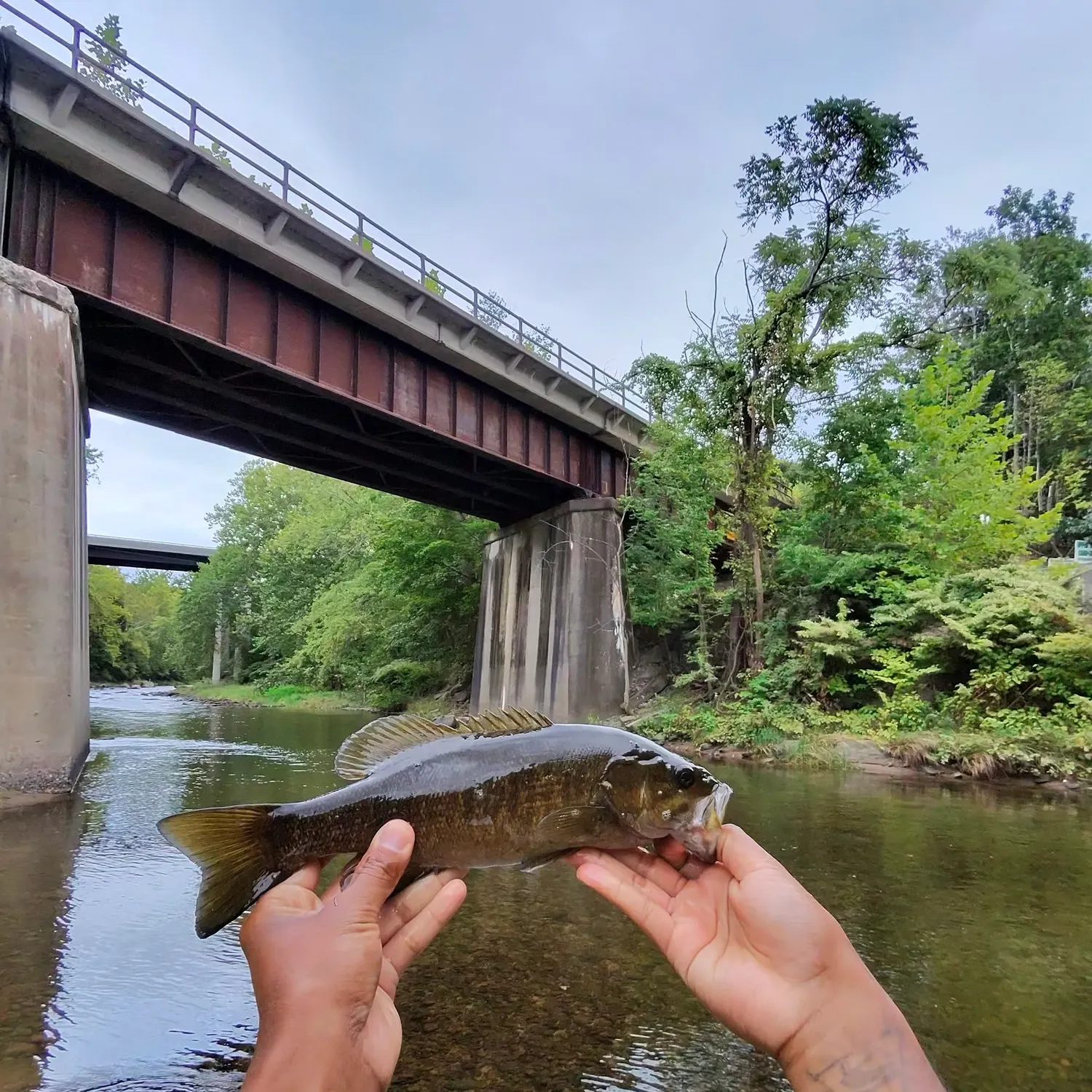 Smallmouth bass caught on Fishbrain