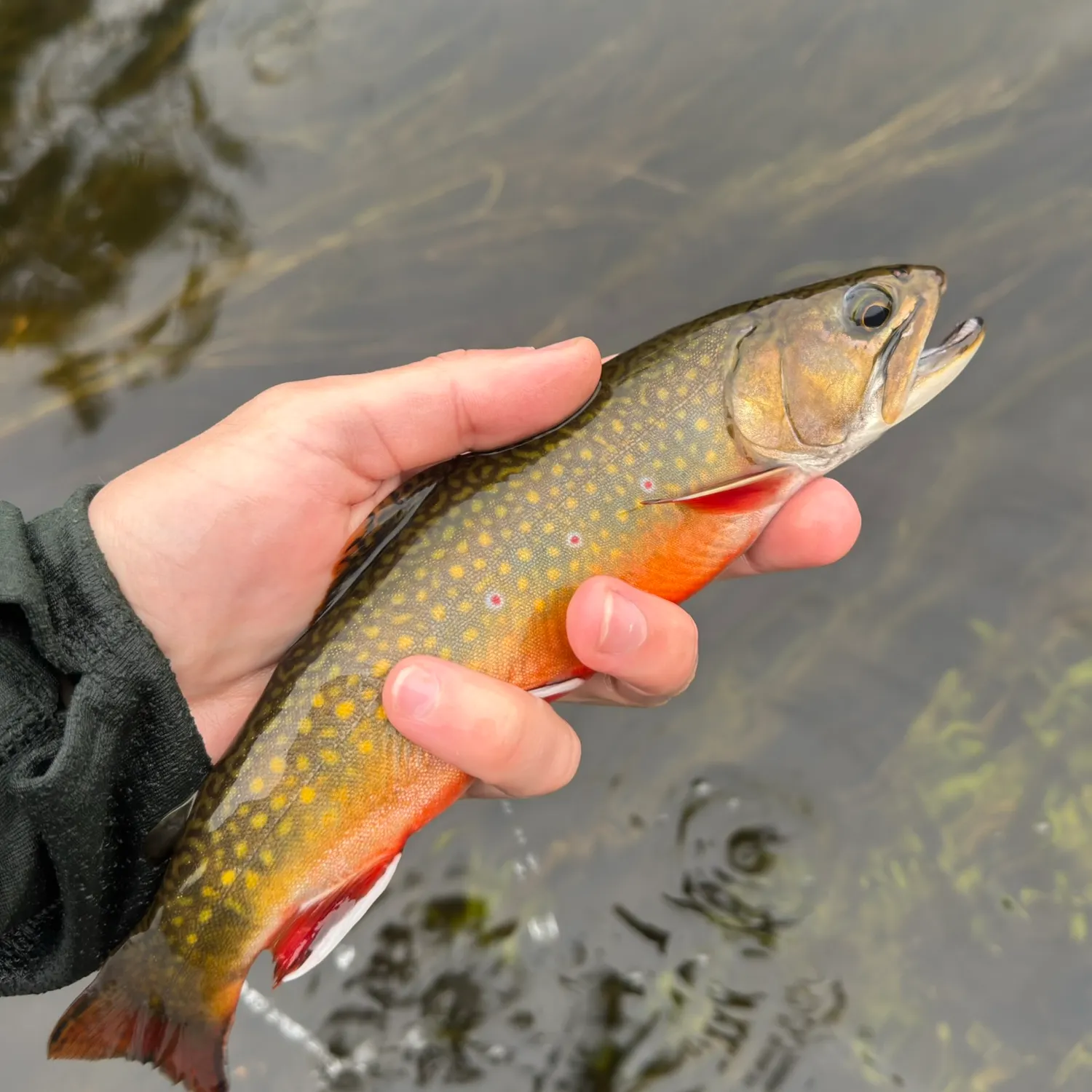 Brook trout caught on Fishbrain