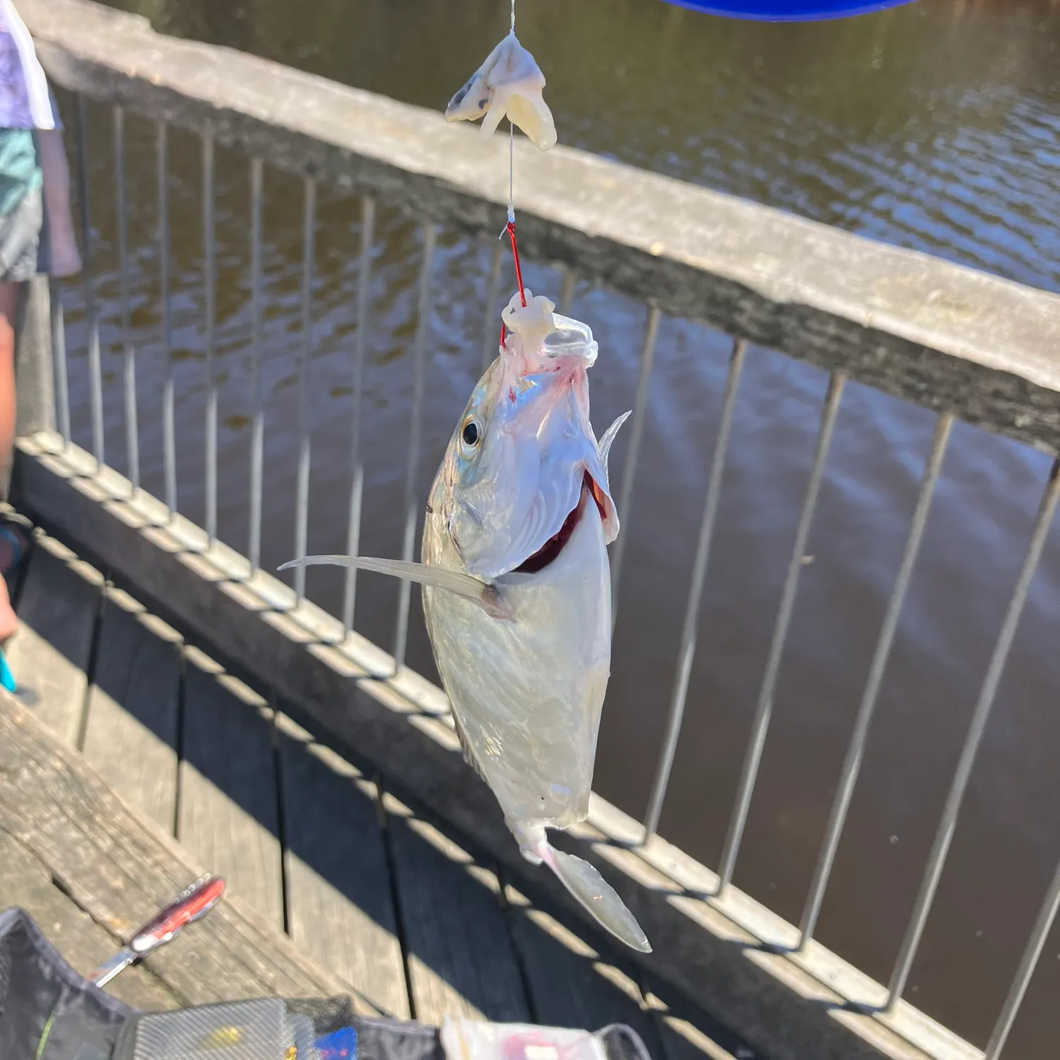 The most recent White trevally catches on Fishbrain