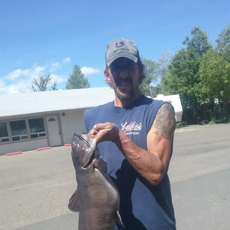 Channel catfish caught on Fishbrain