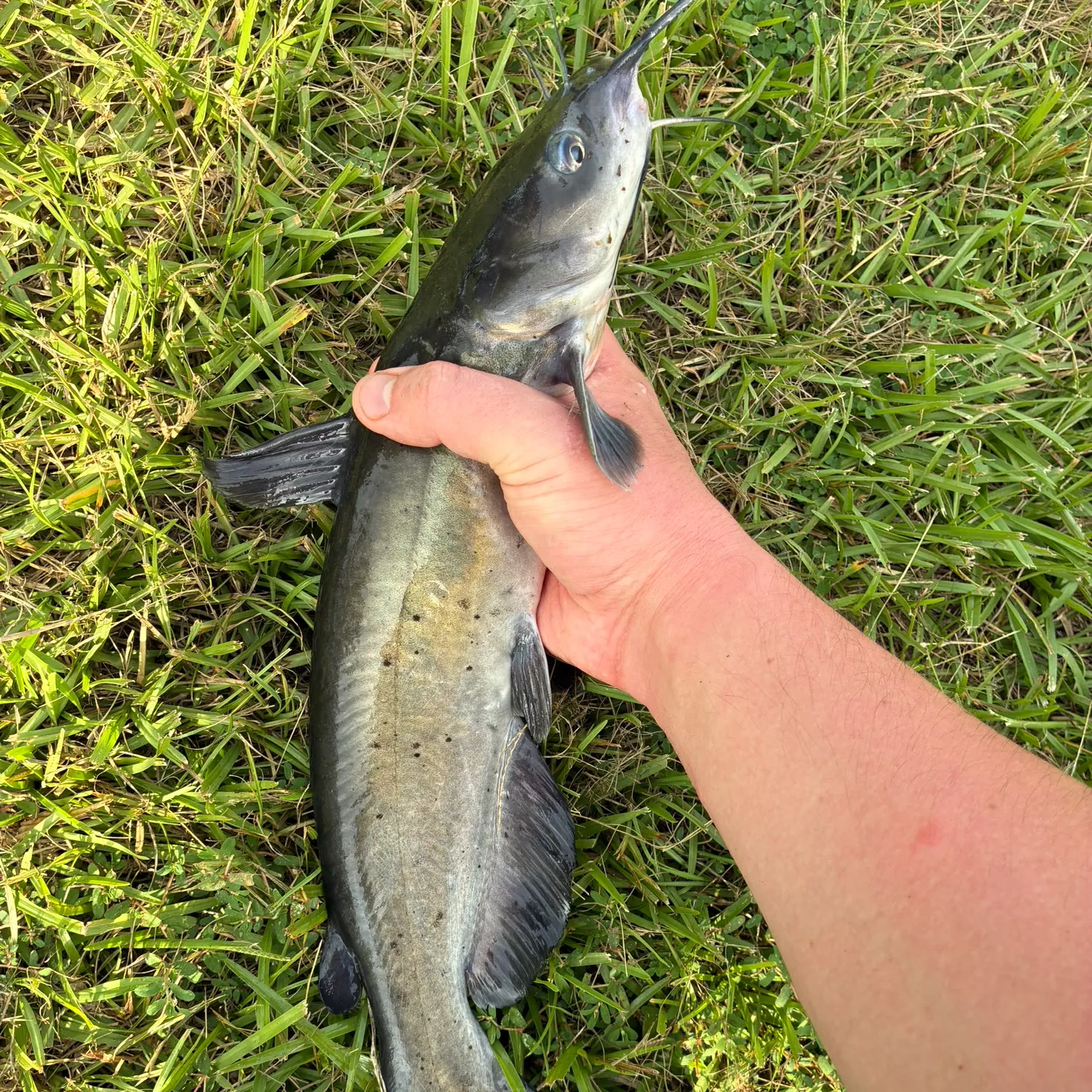 Channel catfish caught on Fishbrain