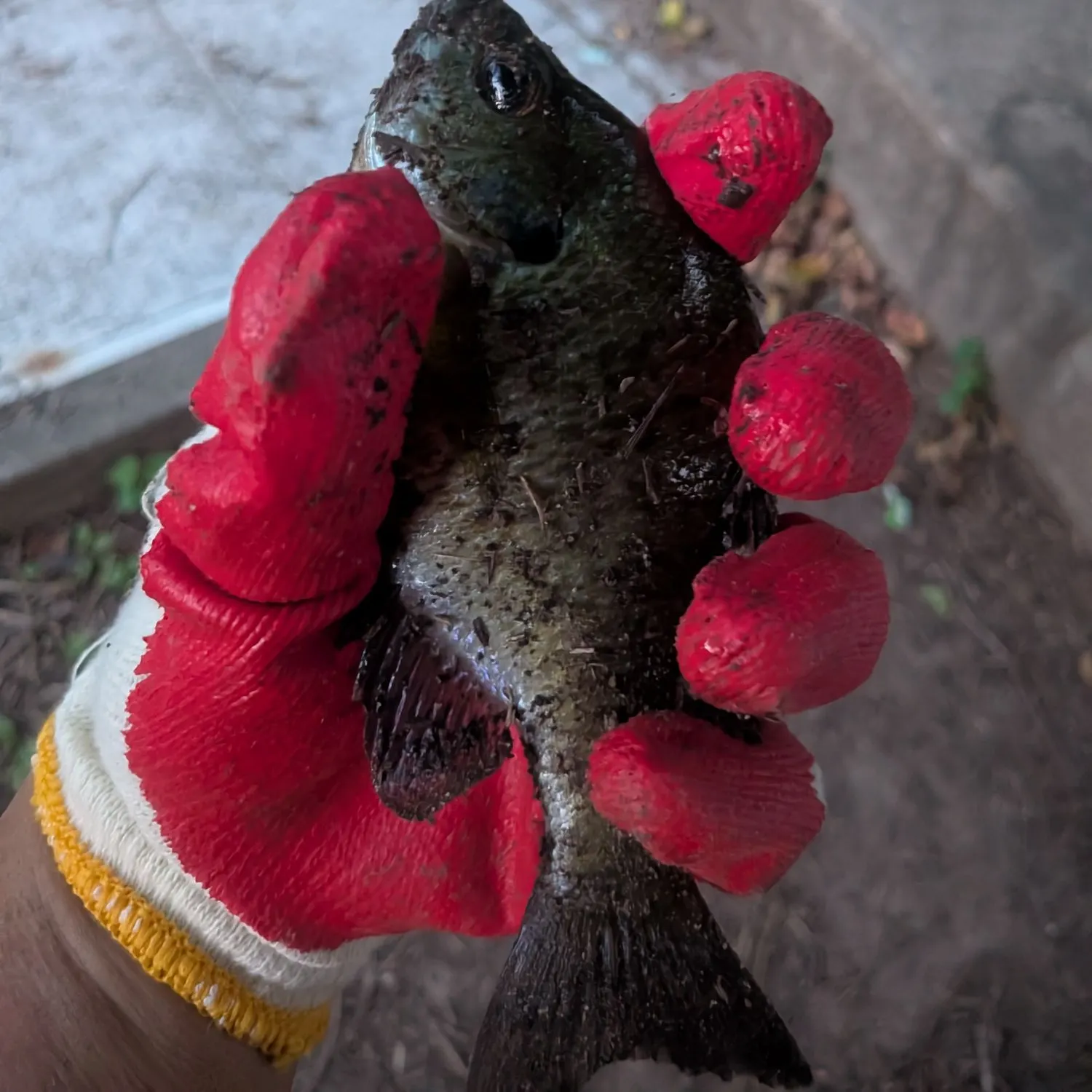 Bluegill caught on Fishbrain
