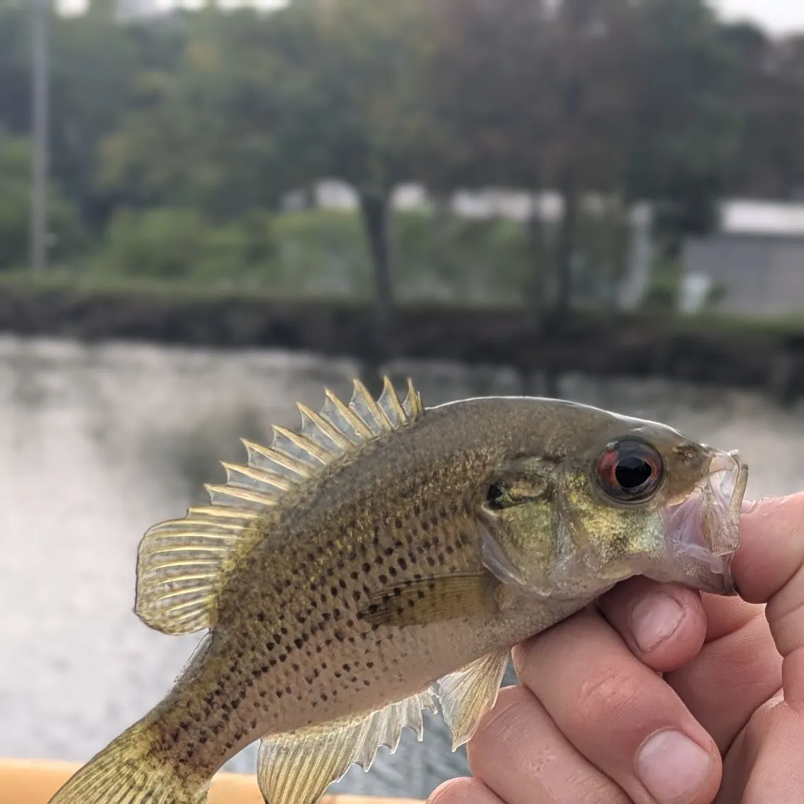 Rock bass caught on Fishbrain