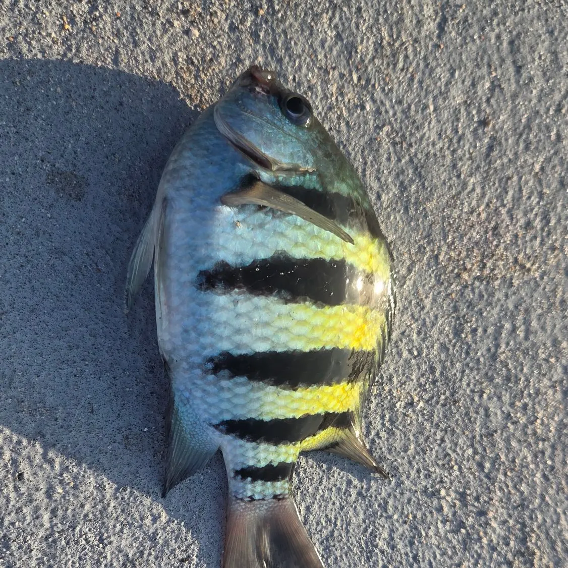 Sergeant-major caught on Fishbrain