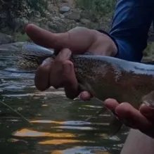 Kern River Rainbow Trout caught on Fishbrain