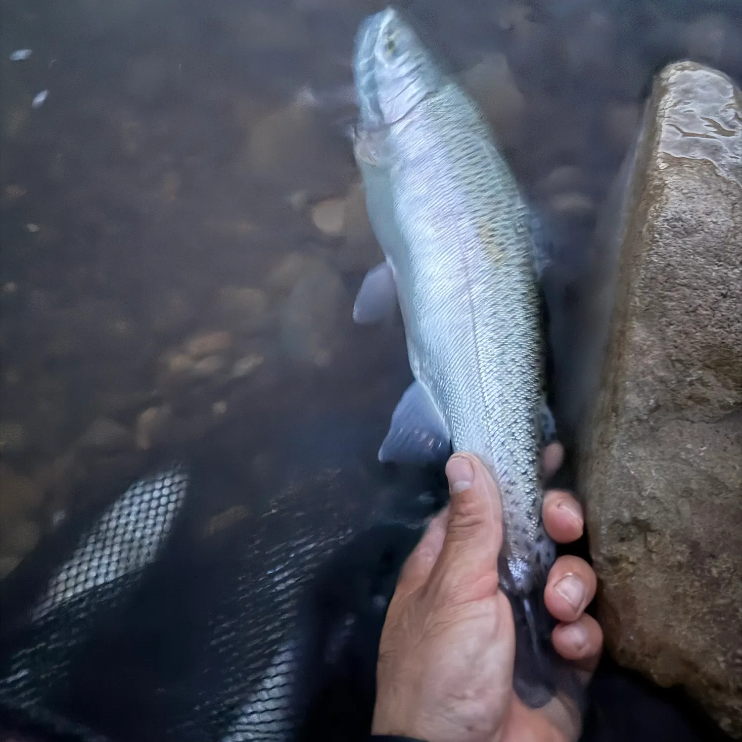 Rainbow trout caught on Fishbrain