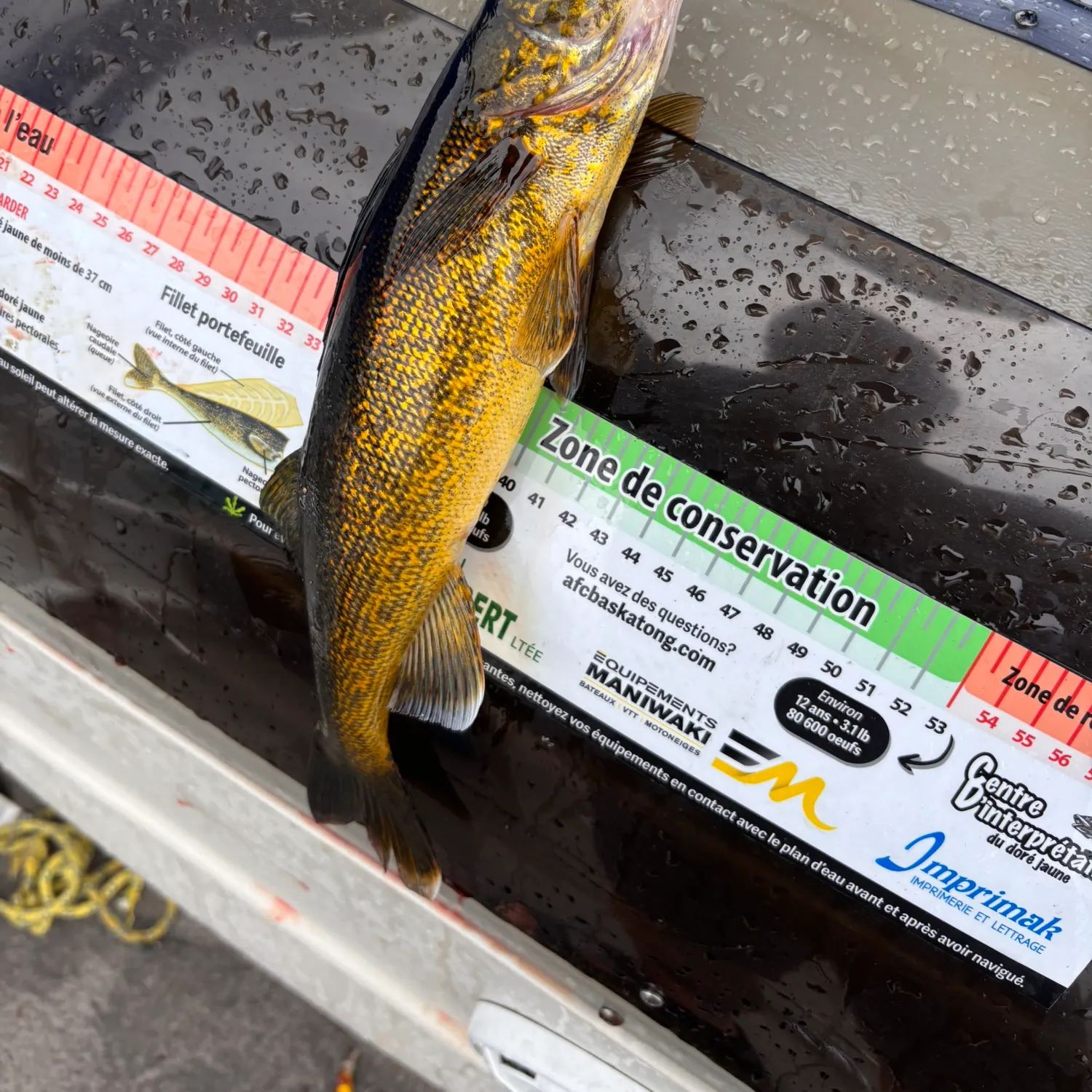 recently logged catches