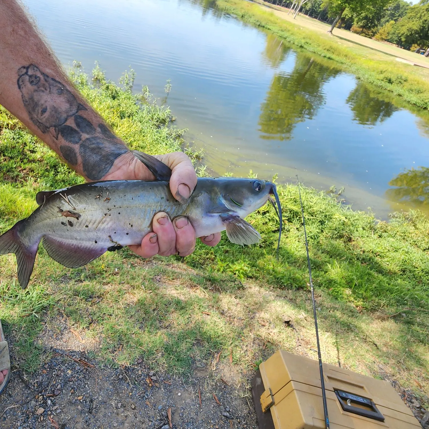 Channel catfish caught on Fishbrain