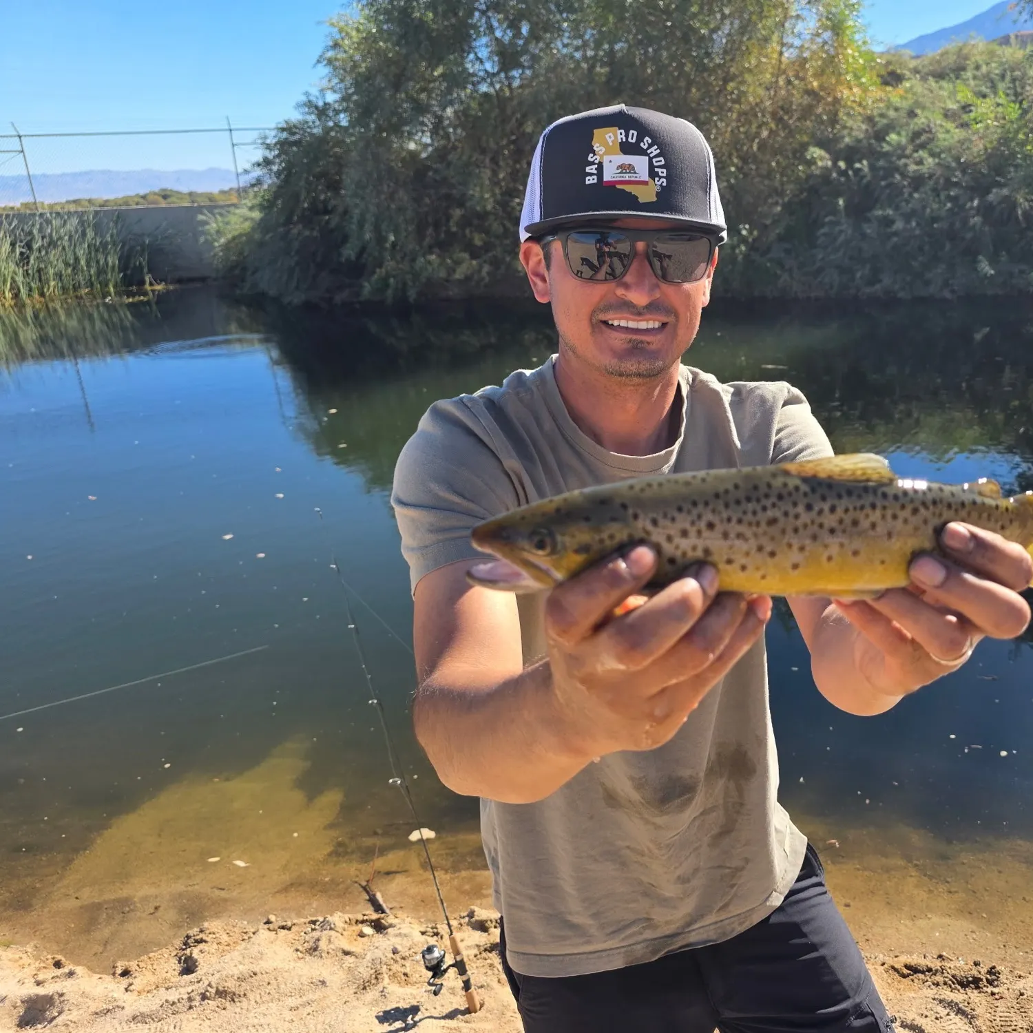 Brown trout caught on Fishbrain