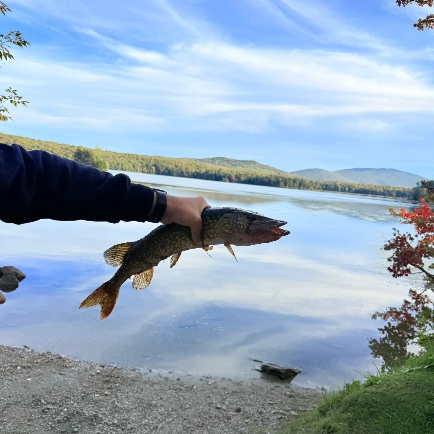 Chain pickerel caught on Fishbrain