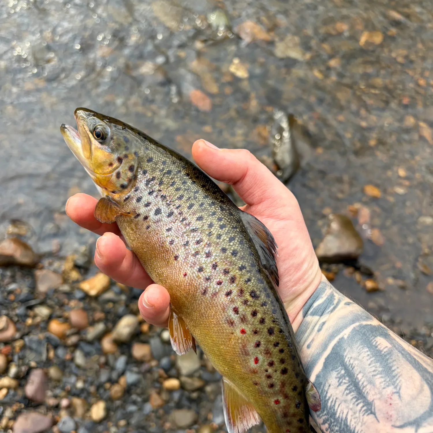 recently logged catches