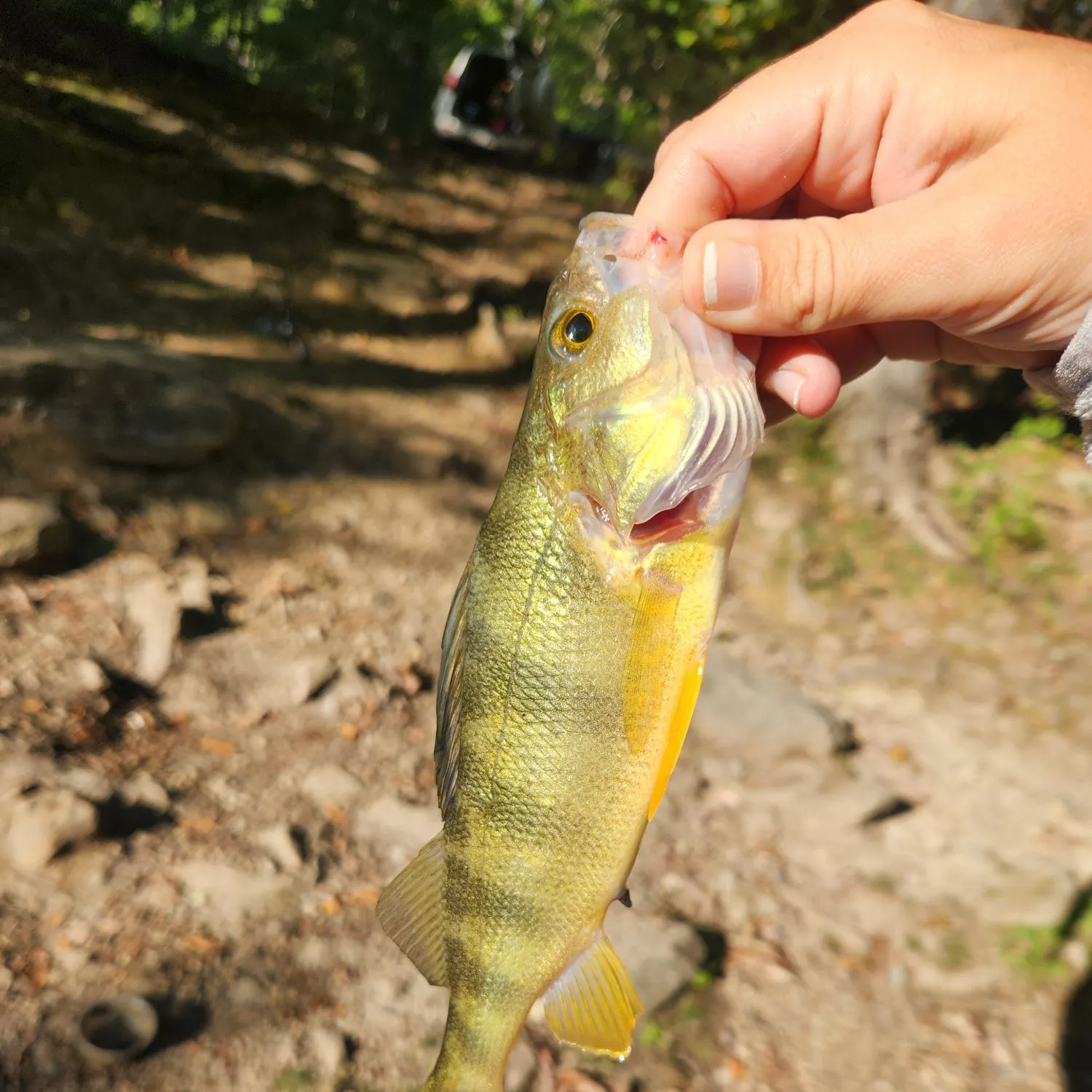 Yellow perch caught on Fishbrain