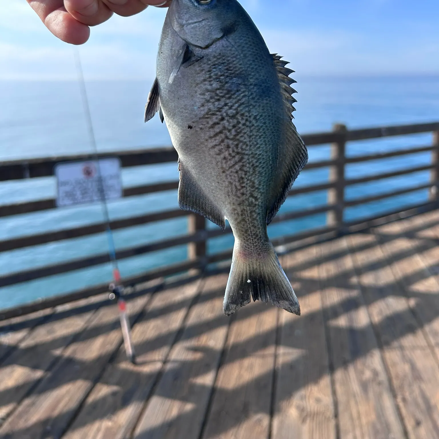 The most recent Barred surfperch catches on Fishbrain