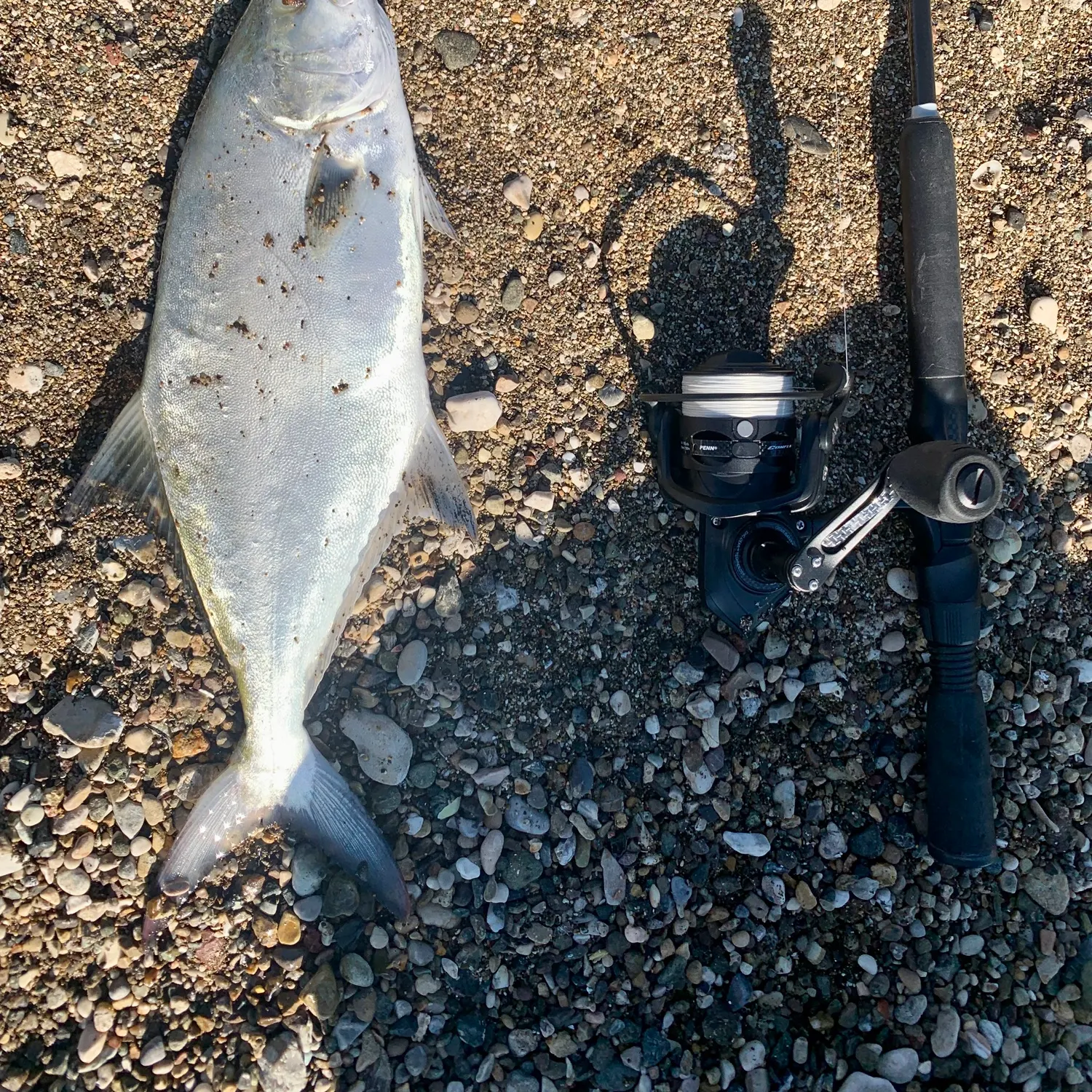 The most recent Leerfish catches on Fishbrain