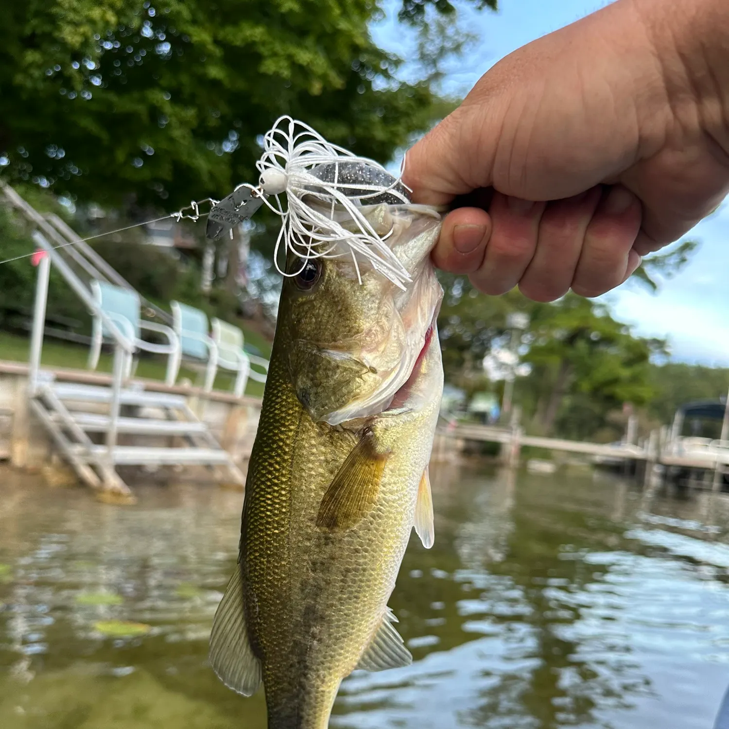 Largemouth bass caught on Fishbrain