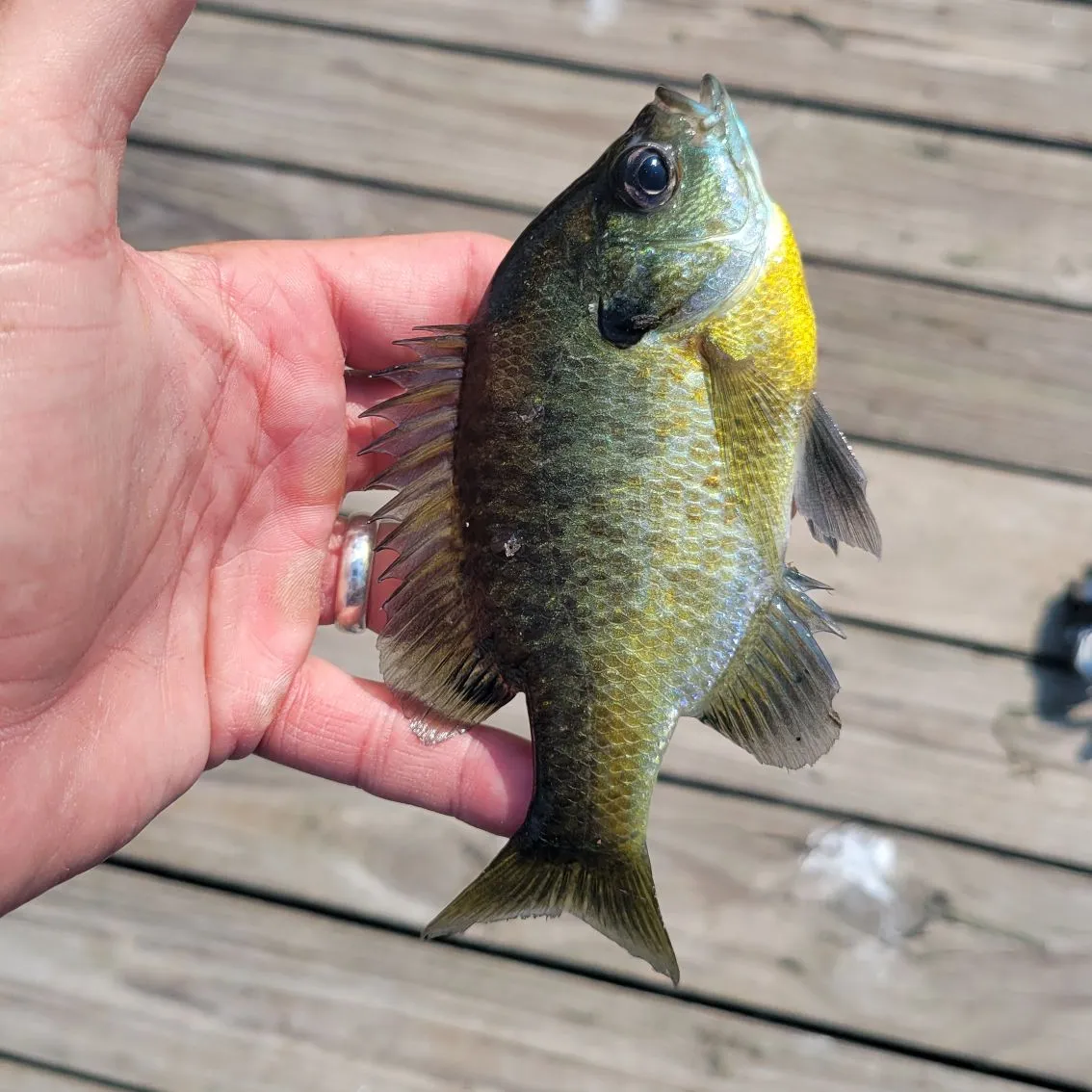 Bluegill caught on Fishbrain