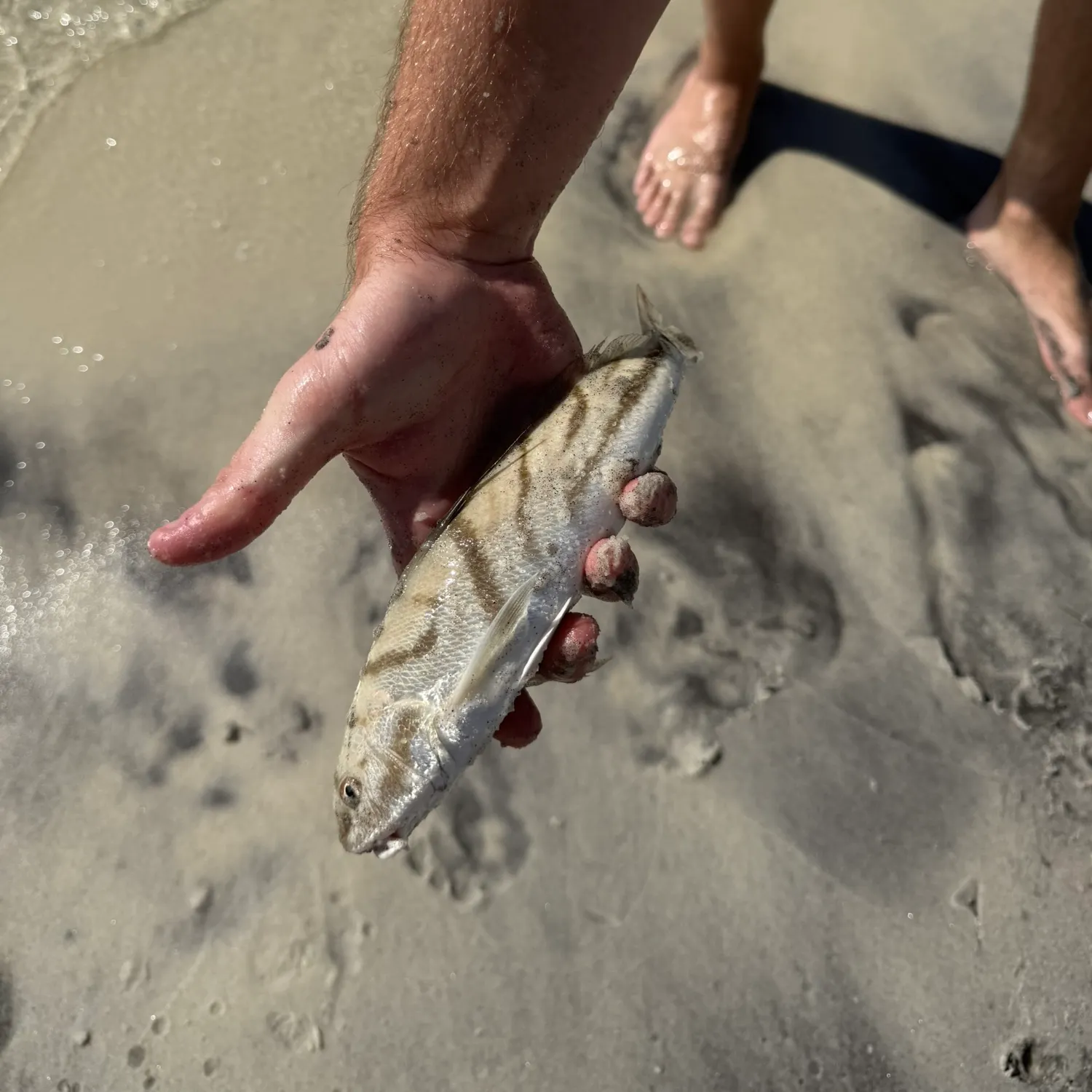 The most recent Northern kingcroaker catches on Fishbrain
