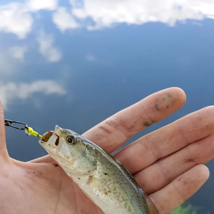 Fish caught on Fishbrain