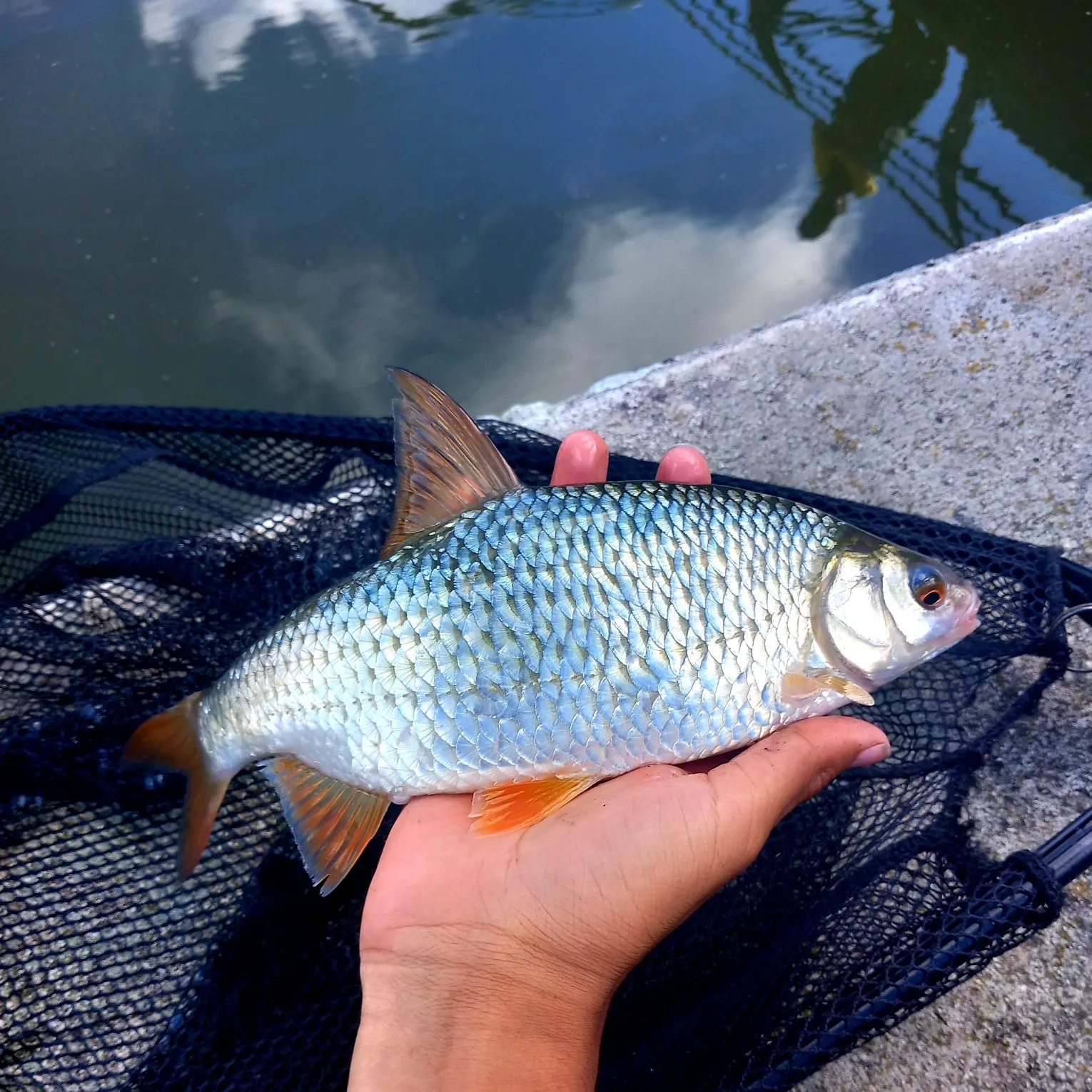 The most recent Common roach catches on Fishbrain