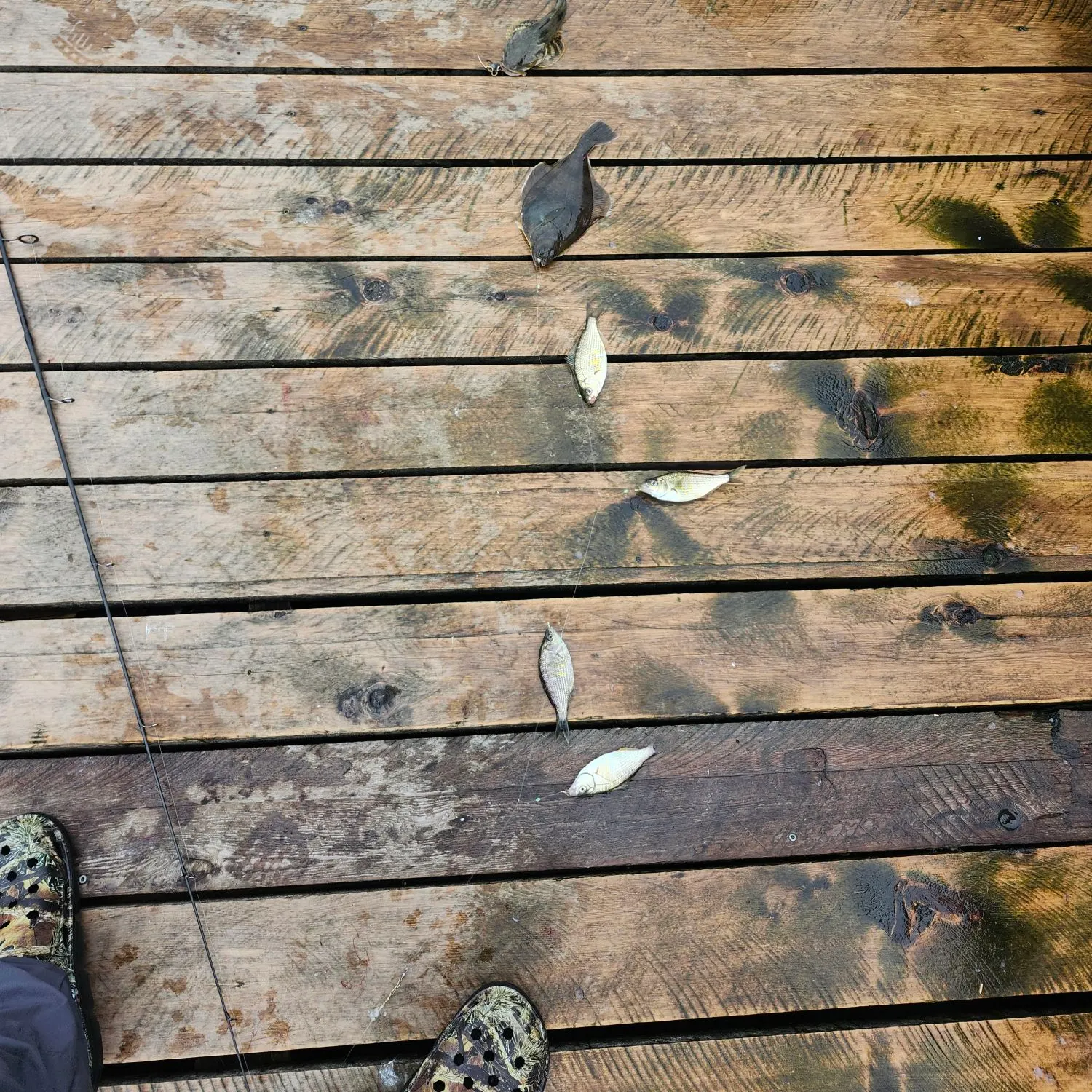 recently logged catches