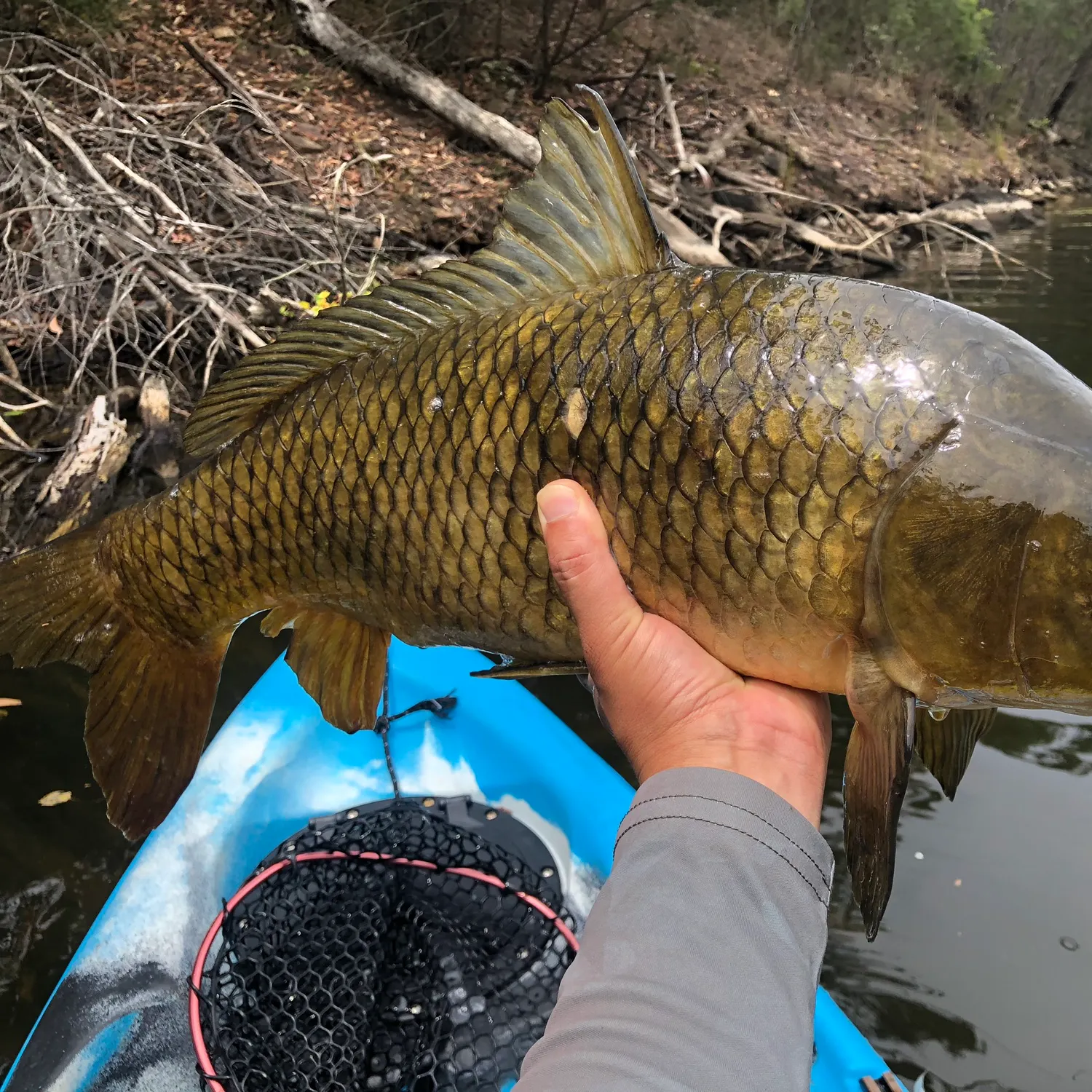 The most recent Common carp catches on Fishbrain