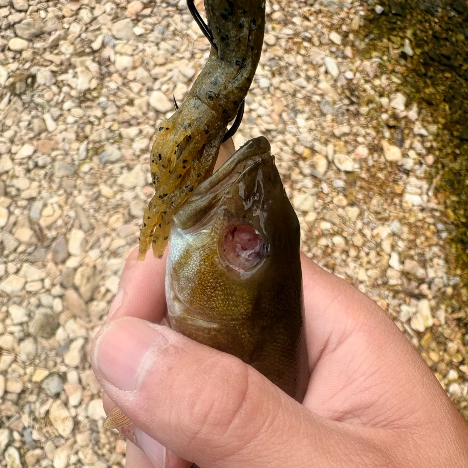 Smallmouth bass caught on Fishbrain