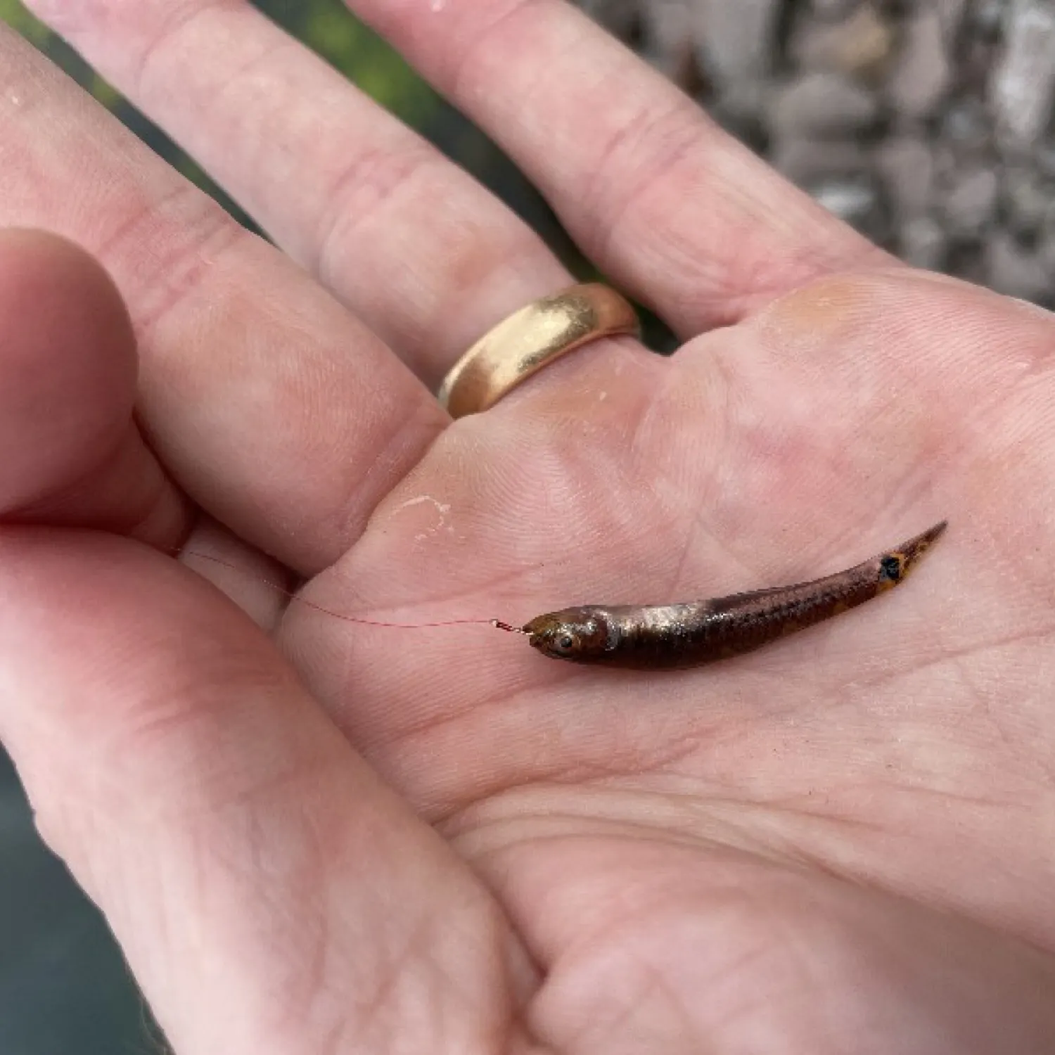 The most recent Two-spotted goby catches on Fishbrain