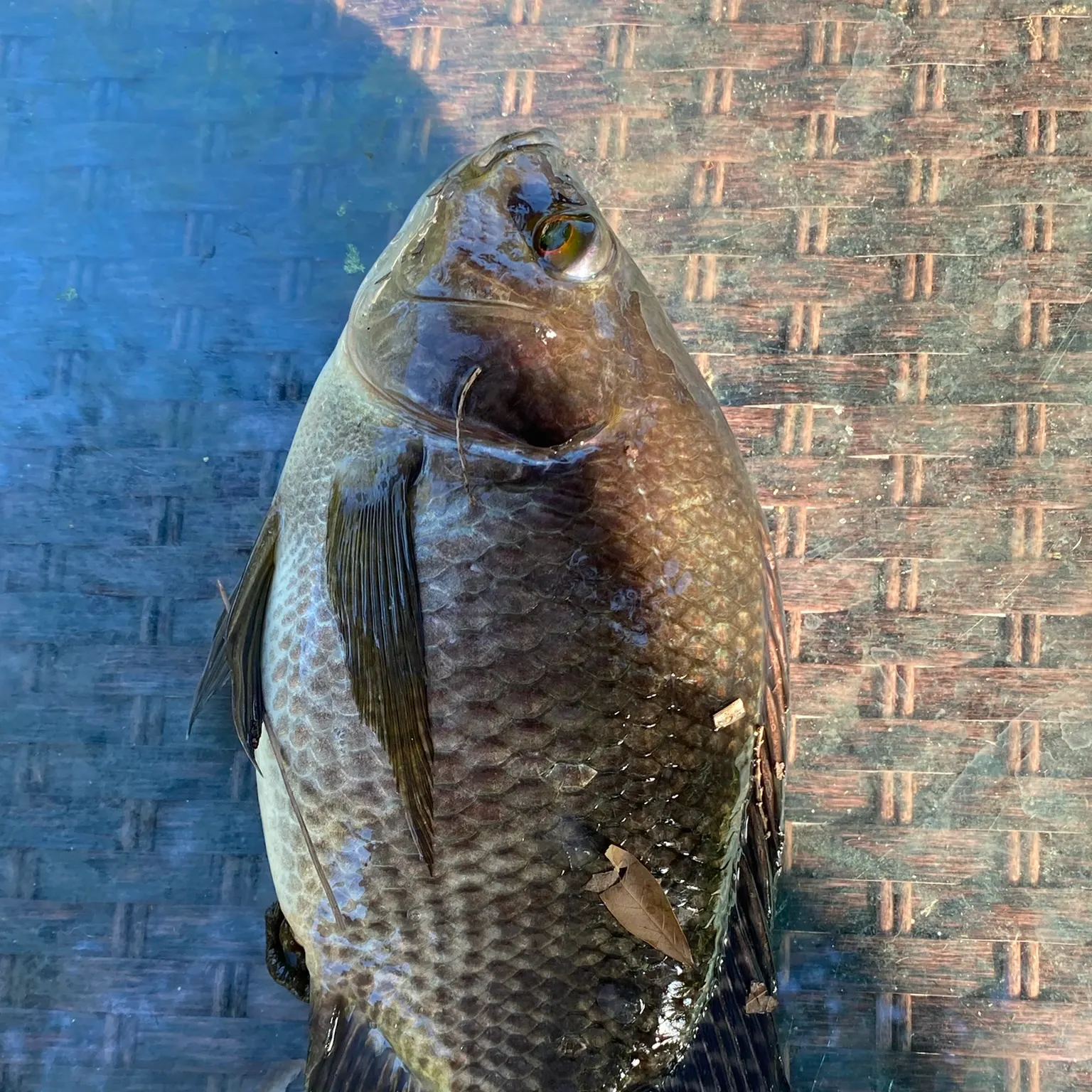 The most recent Nile tilapia catches on Fishbrain