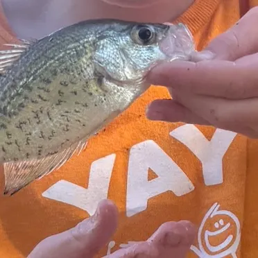 Black crappie caught on Fishbrain