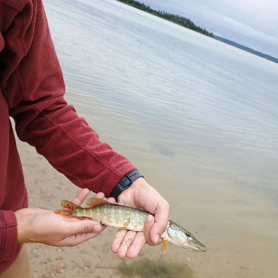 Northern pike caught on Fishbrain