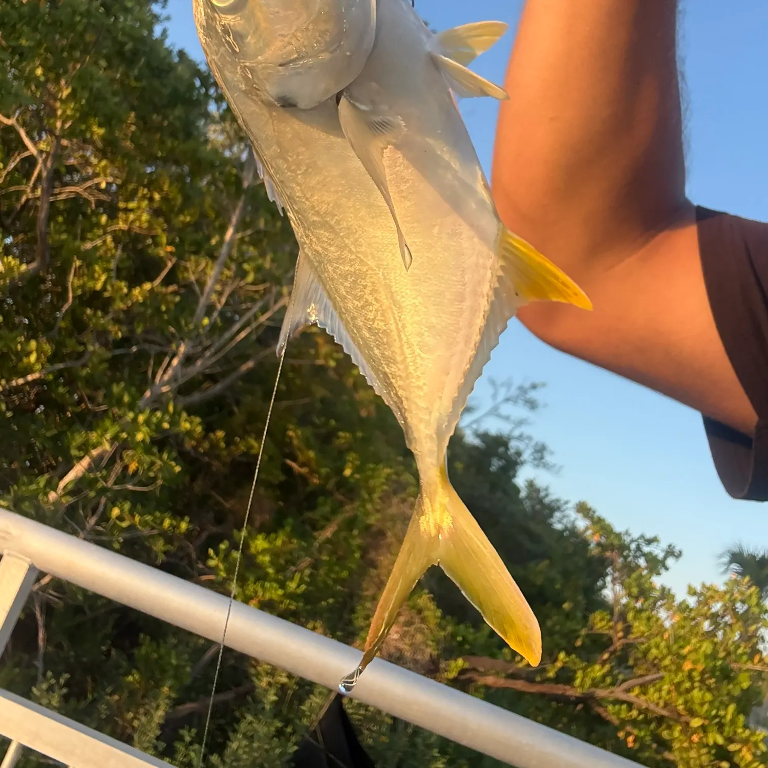 The most recent Yellow jack catches on Fishbrain