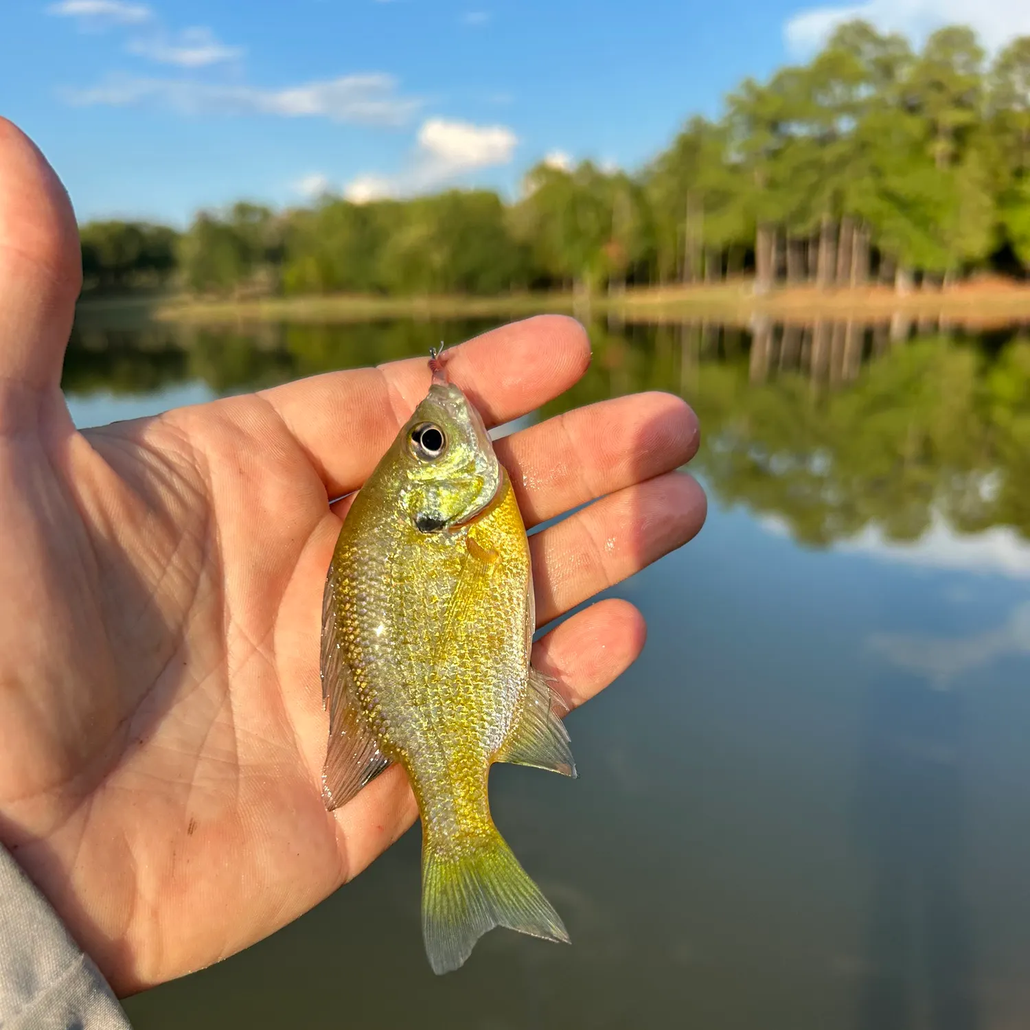 Bluegill caught on Fishbrain