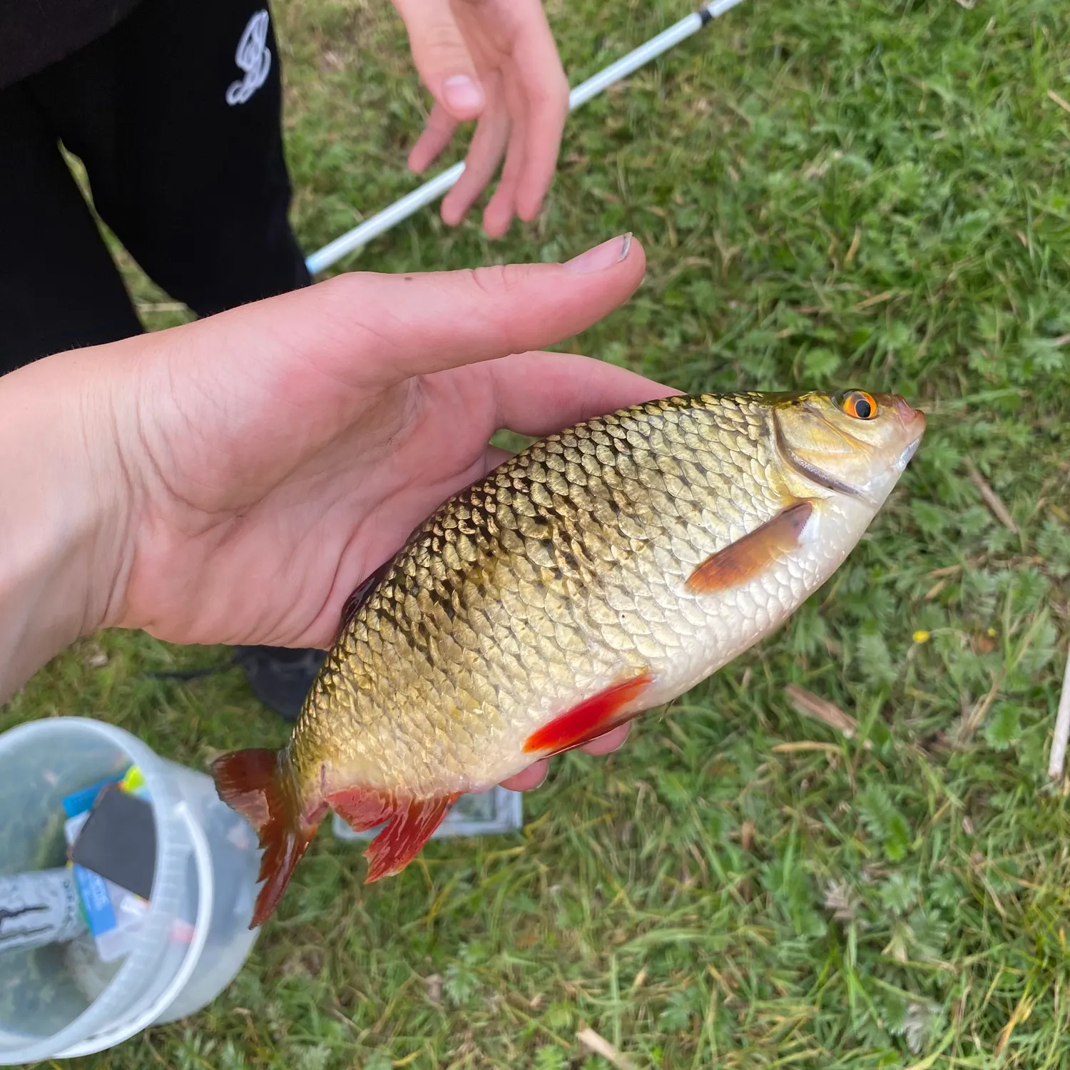 most liked catch image