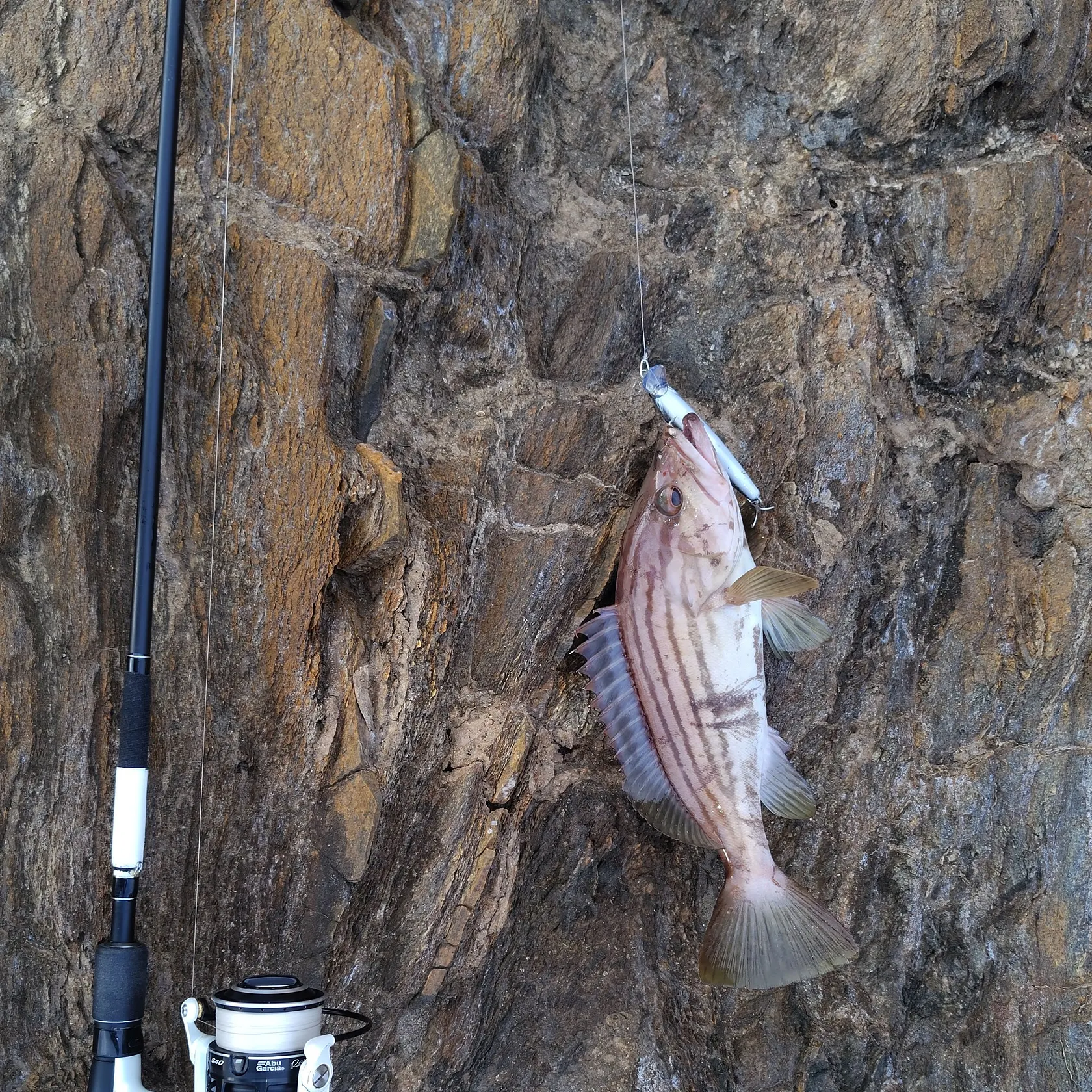 The most recent Malabar grouper catches on Fishbrain