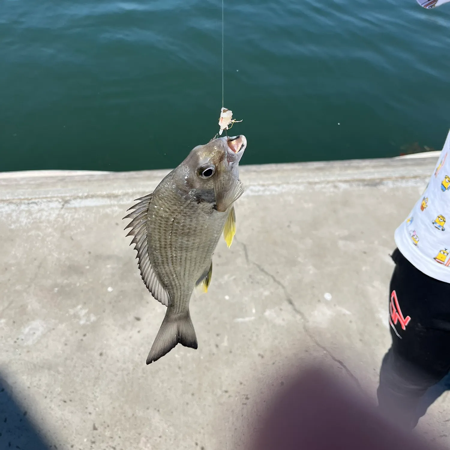 Surf bream caught on Fishbrain
