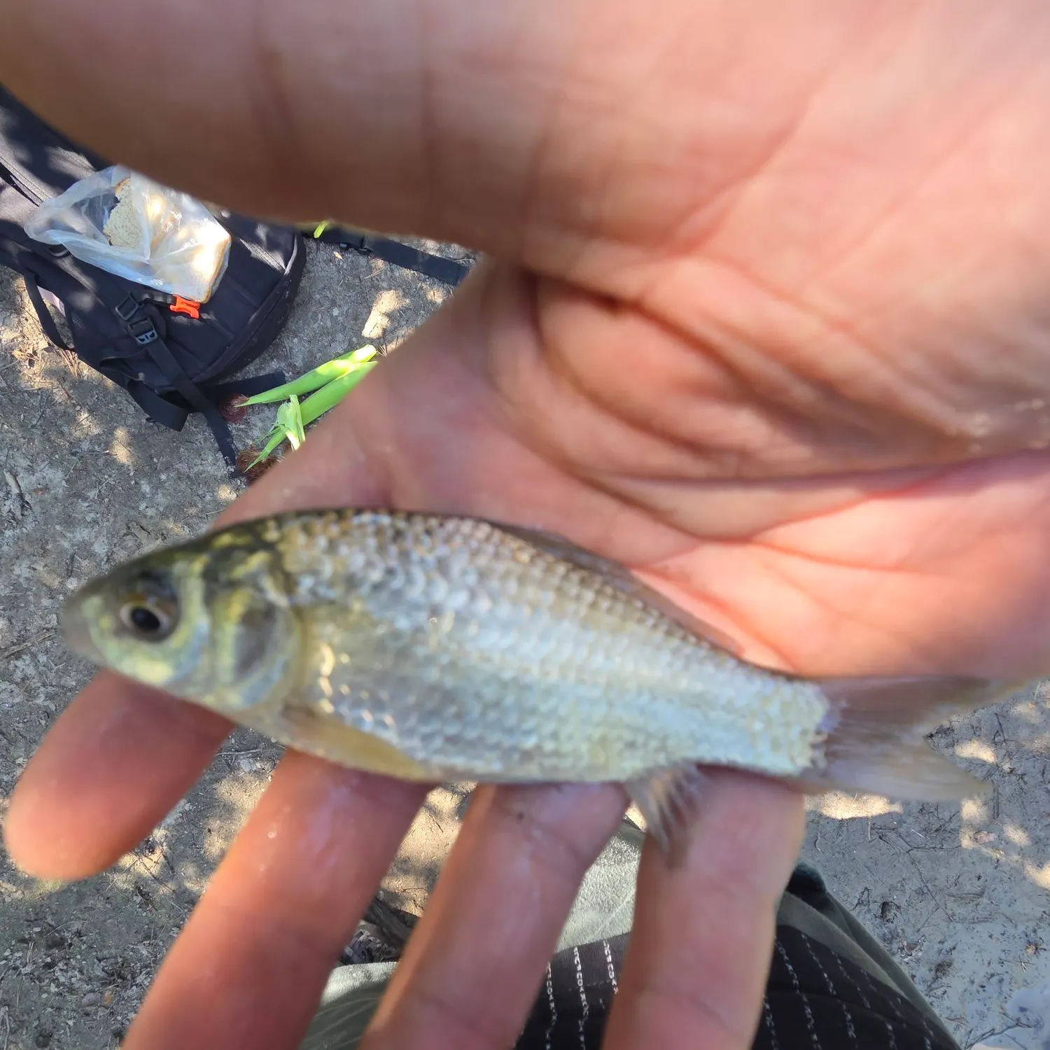 Common bream caught on Fishbrain