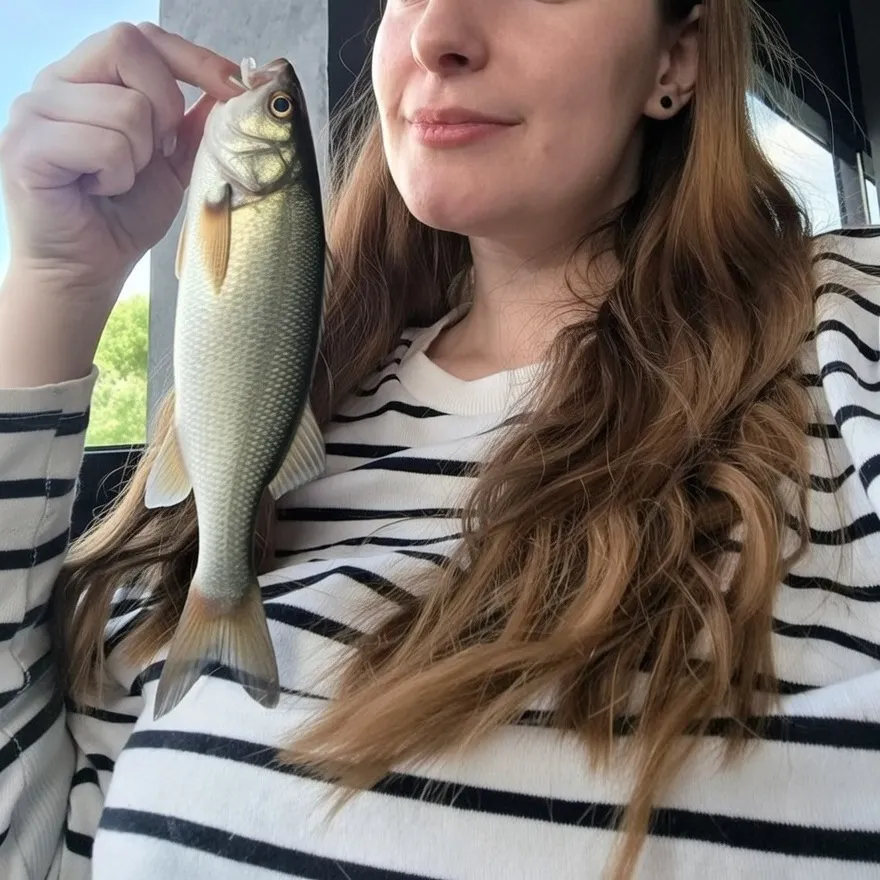 The most recent European seabass catches on Fishbrain